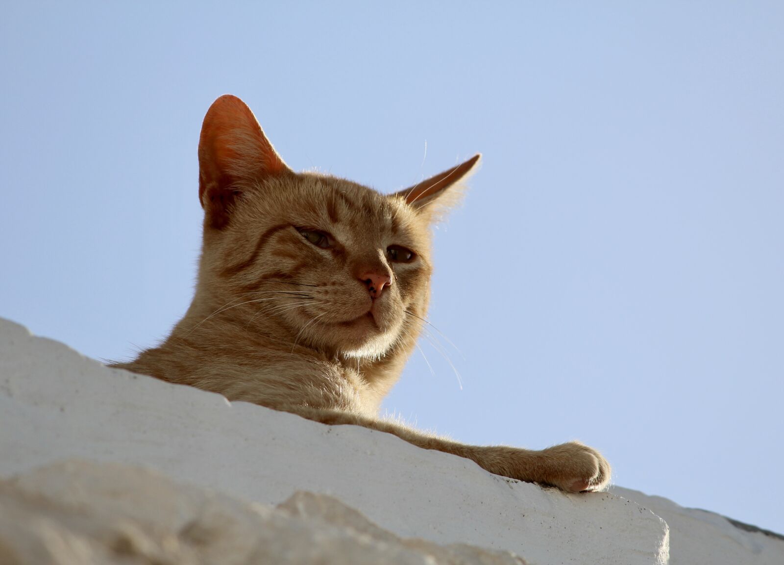 Canon EOS 1200D (EOS Rebel T5 / EOS Kiss X70 / EOS Hi) sample photo. Cat, close-up, animal photography