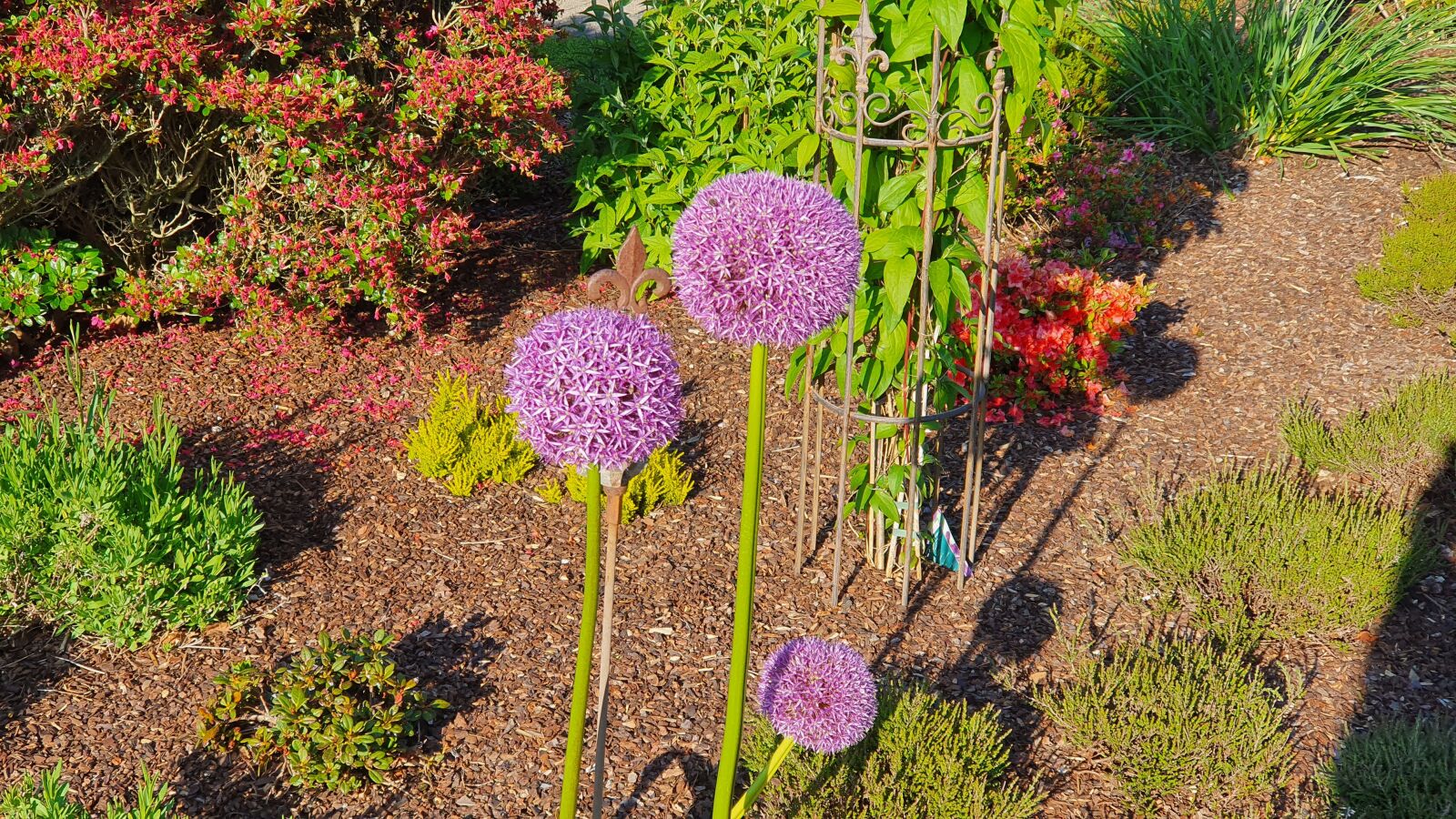 Samsung Galaxy S10 sample photo. Nature, flowers, love photography