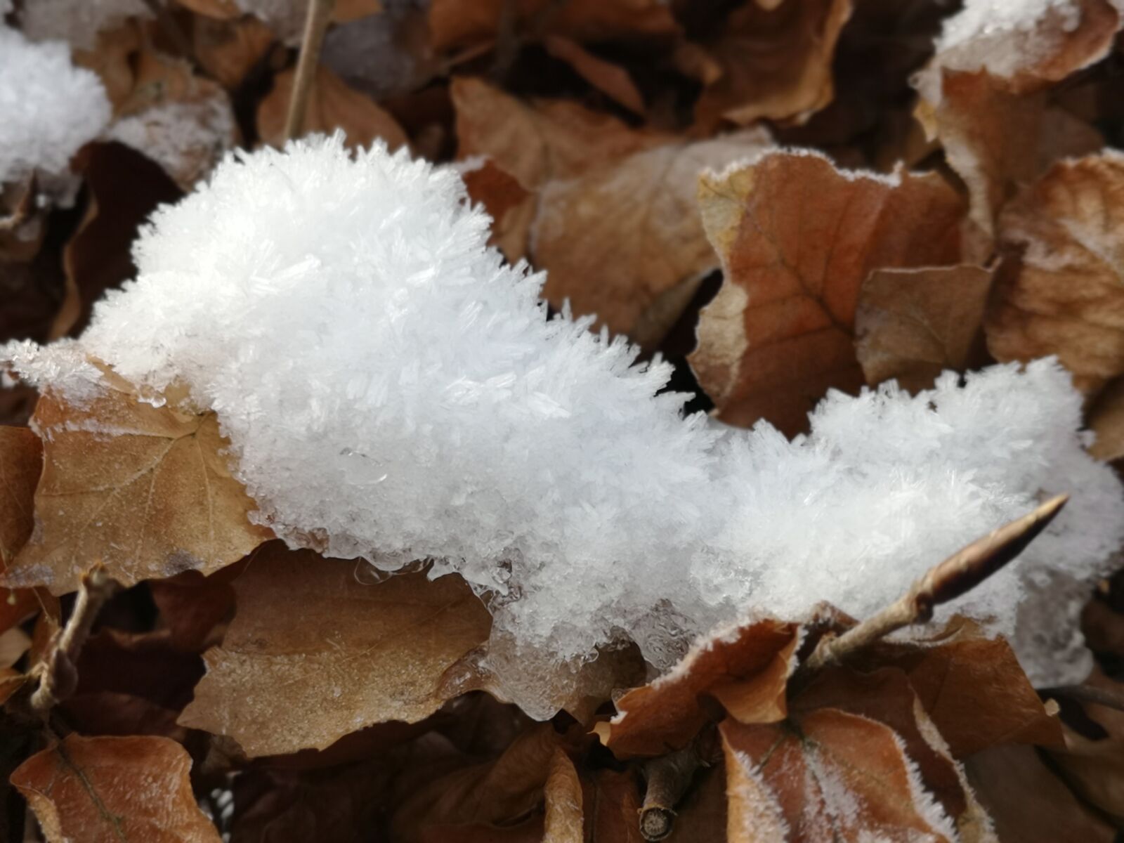 HUAWEI P20 sample photo. Ice, crystals, leaves photography