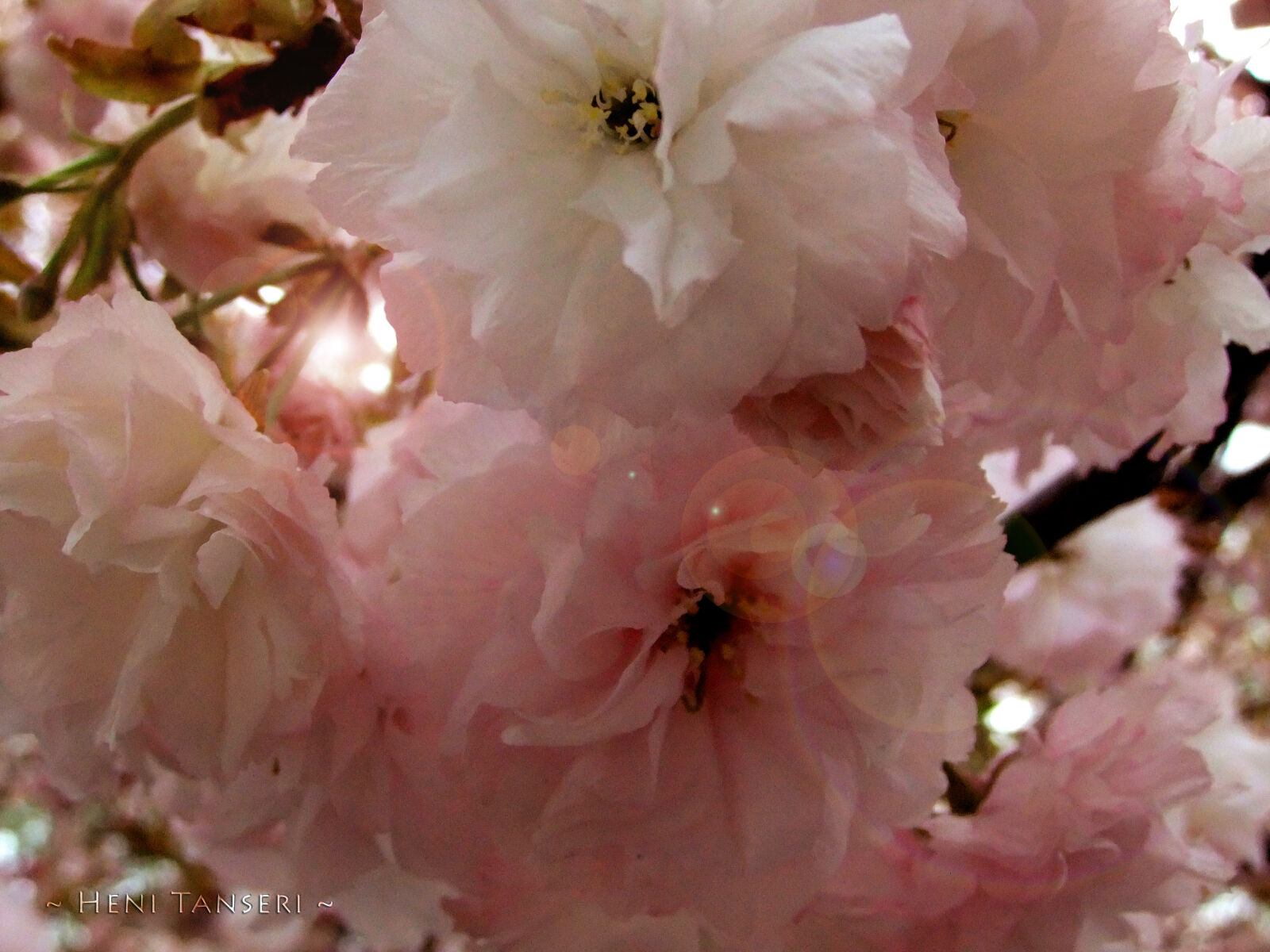 FujiFilm FinePix F70EXR (FinePix F75EXR) sample photo. Flowers photography