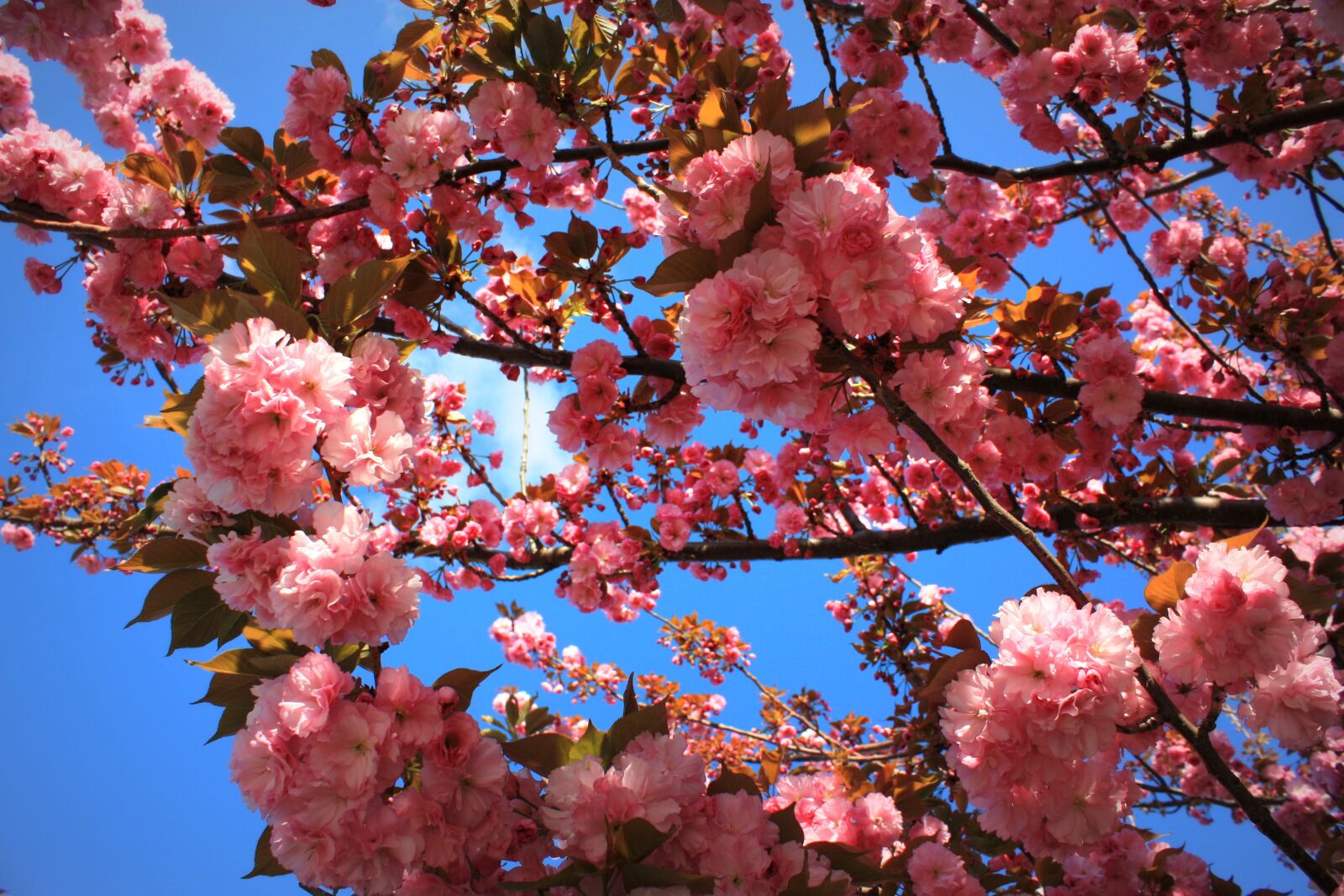 Canon EOS 450D (EOS Rebel XSi / EOS Kiss X2) sample photo. Spring, tree, flowers photography