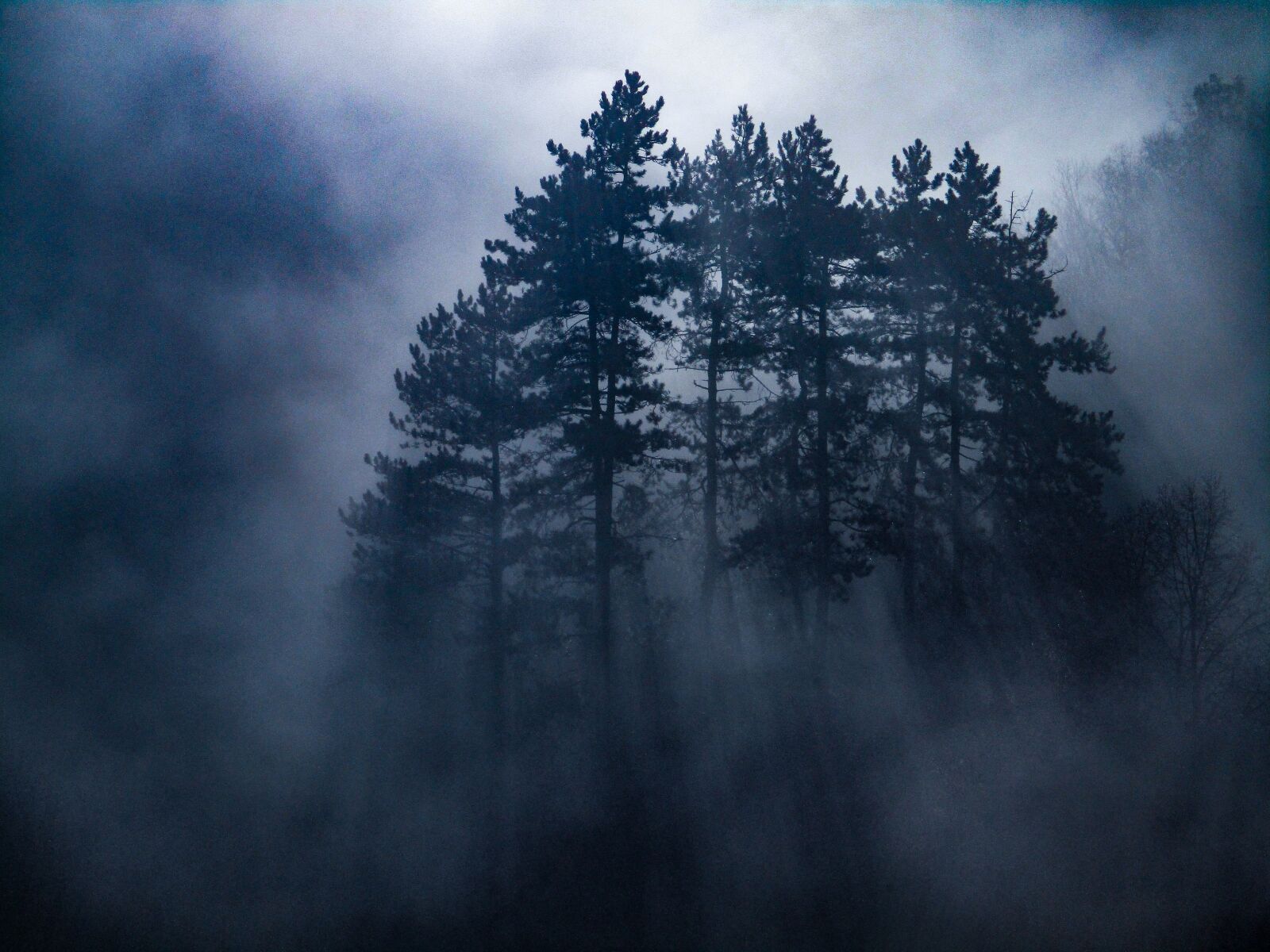 Canon PowerShot ELPH 180 (IXUS 175 / IXY 180) sample photo. Mist, morning, forest photography