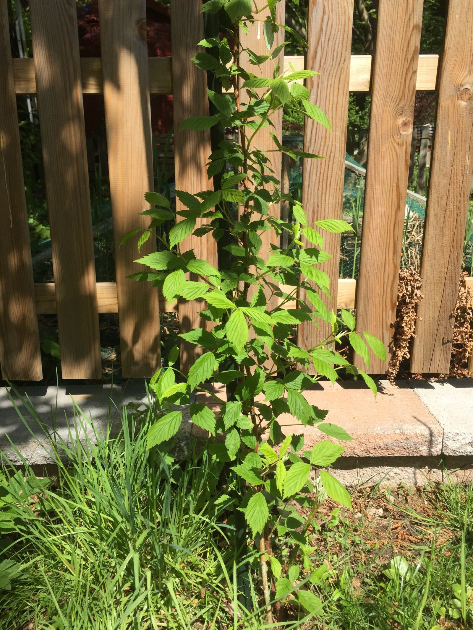 iPhone 6 back camera 4.15mm f/2.2 sample photo. Raspberries, garden, plant photography