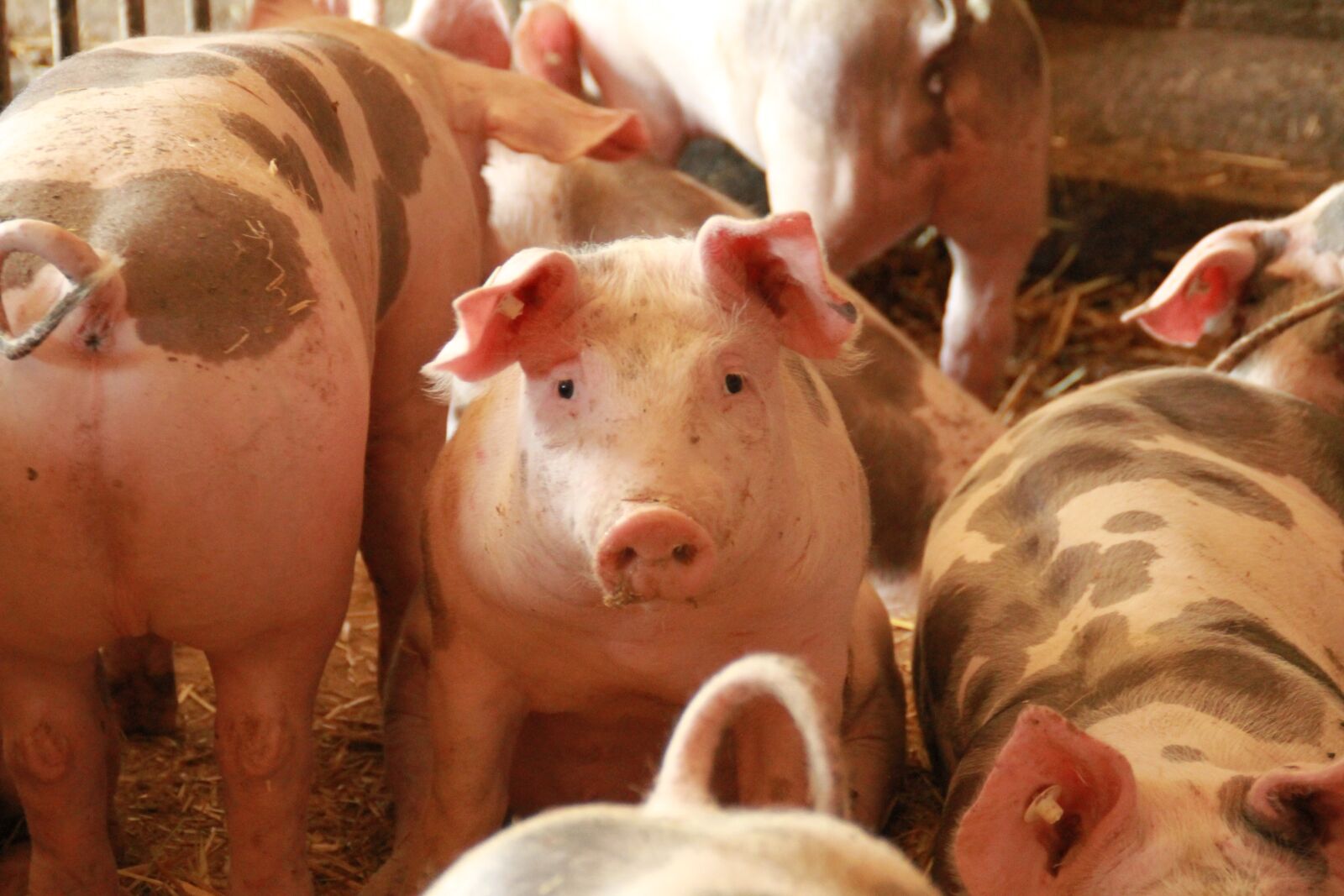 Canon EOS 7D sample photo. Pig, sitting, farm photography