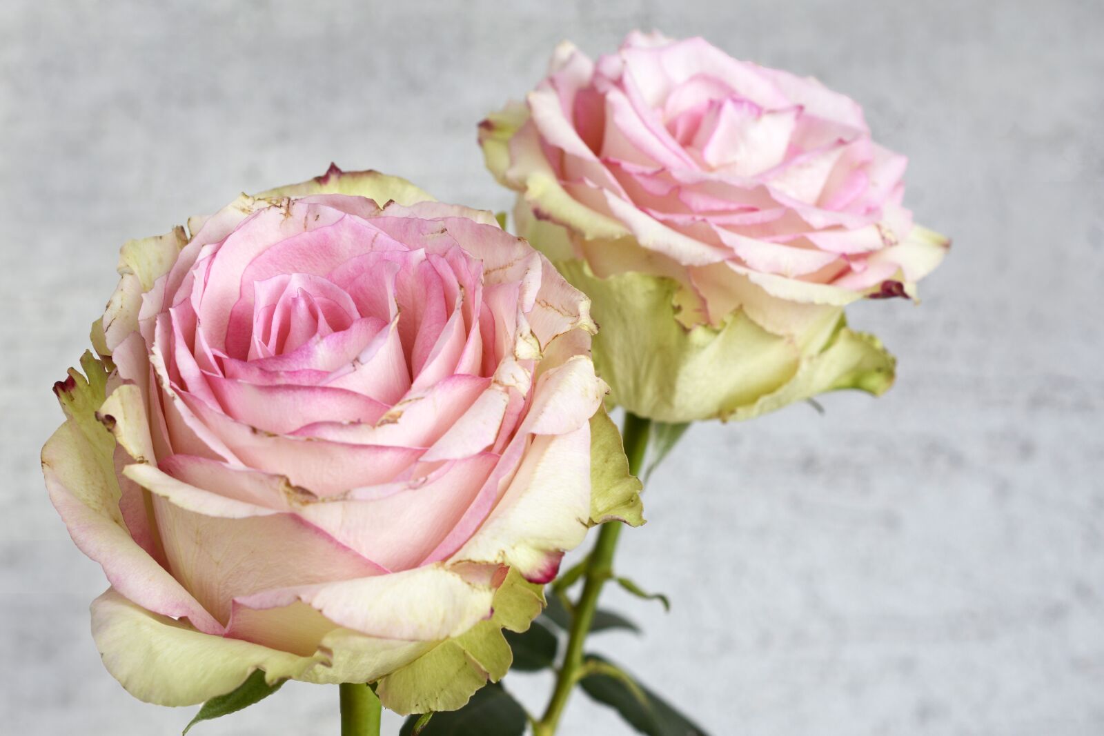 Nikon D7100 sample photo. Rose, blossom, bloom photography