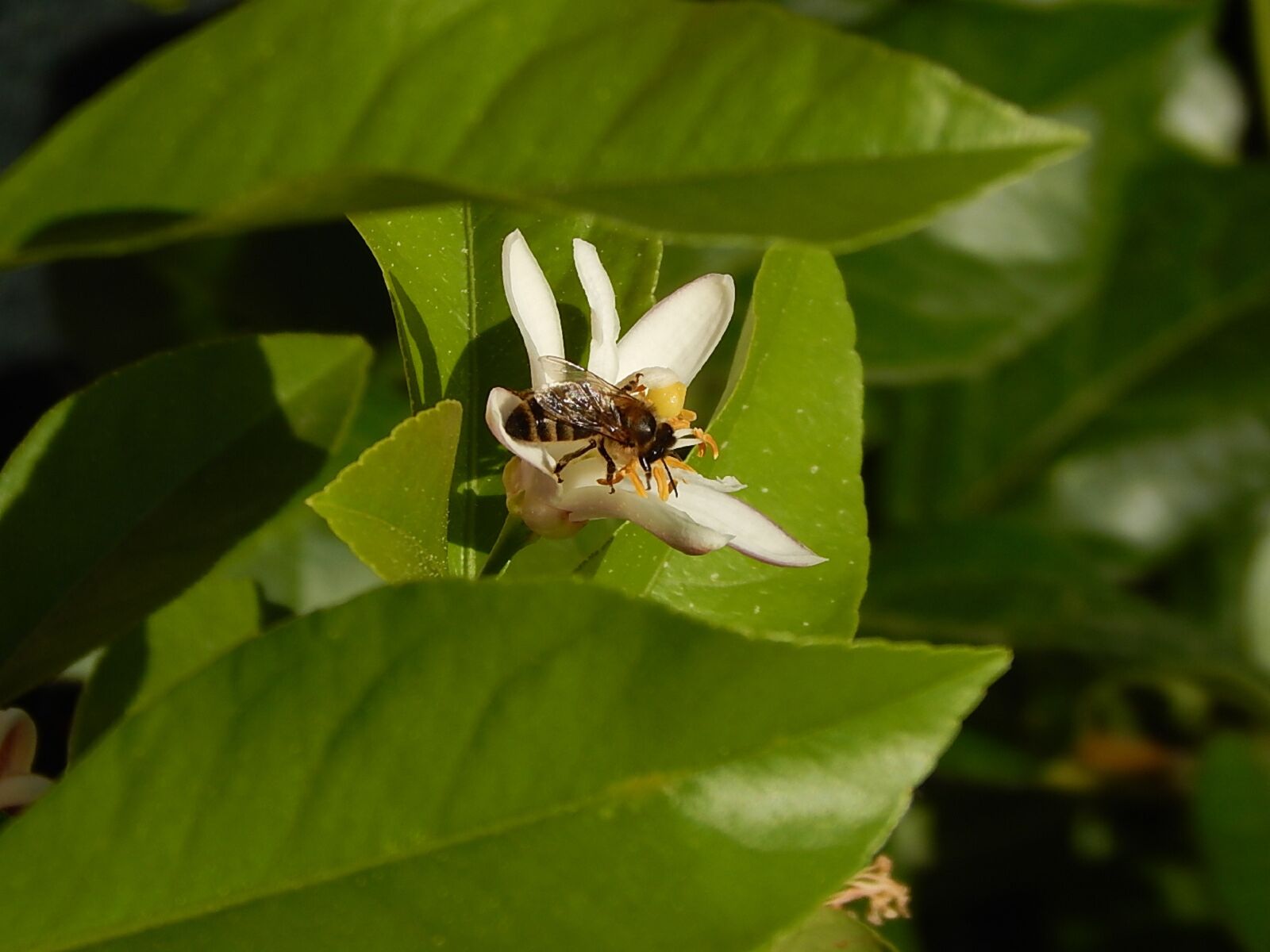 Nikon Coolpix L820 sample photo. Bee, lemon tree, insect photography