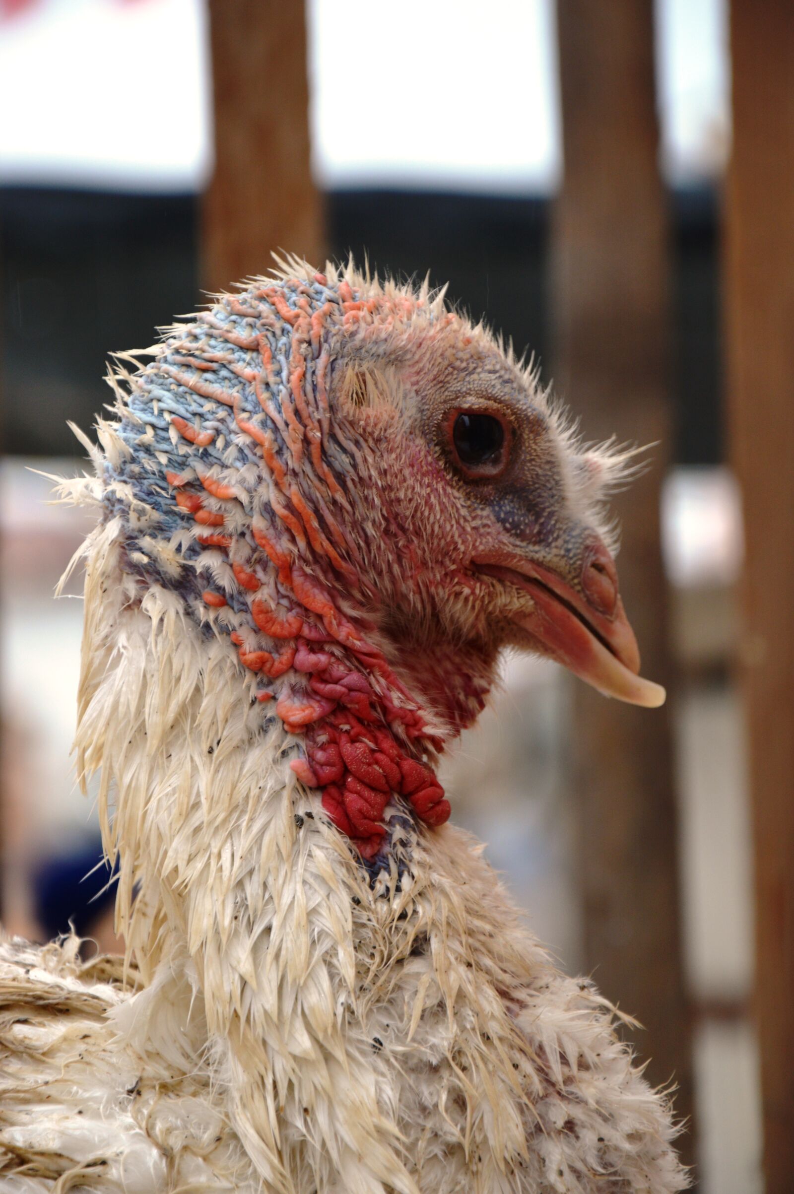 Nikon D3200 sample photo. Turkey, nature, farm photography
