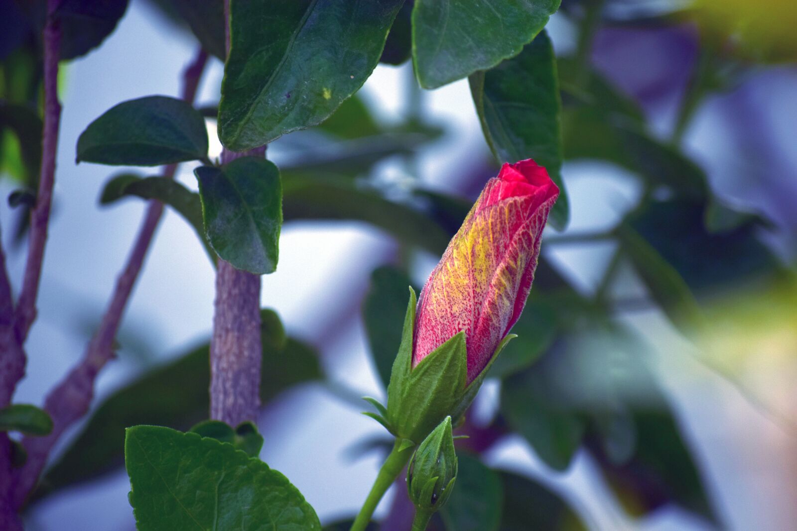 Nikon D5300 sample photo. Hibiscus, bud, red photography
