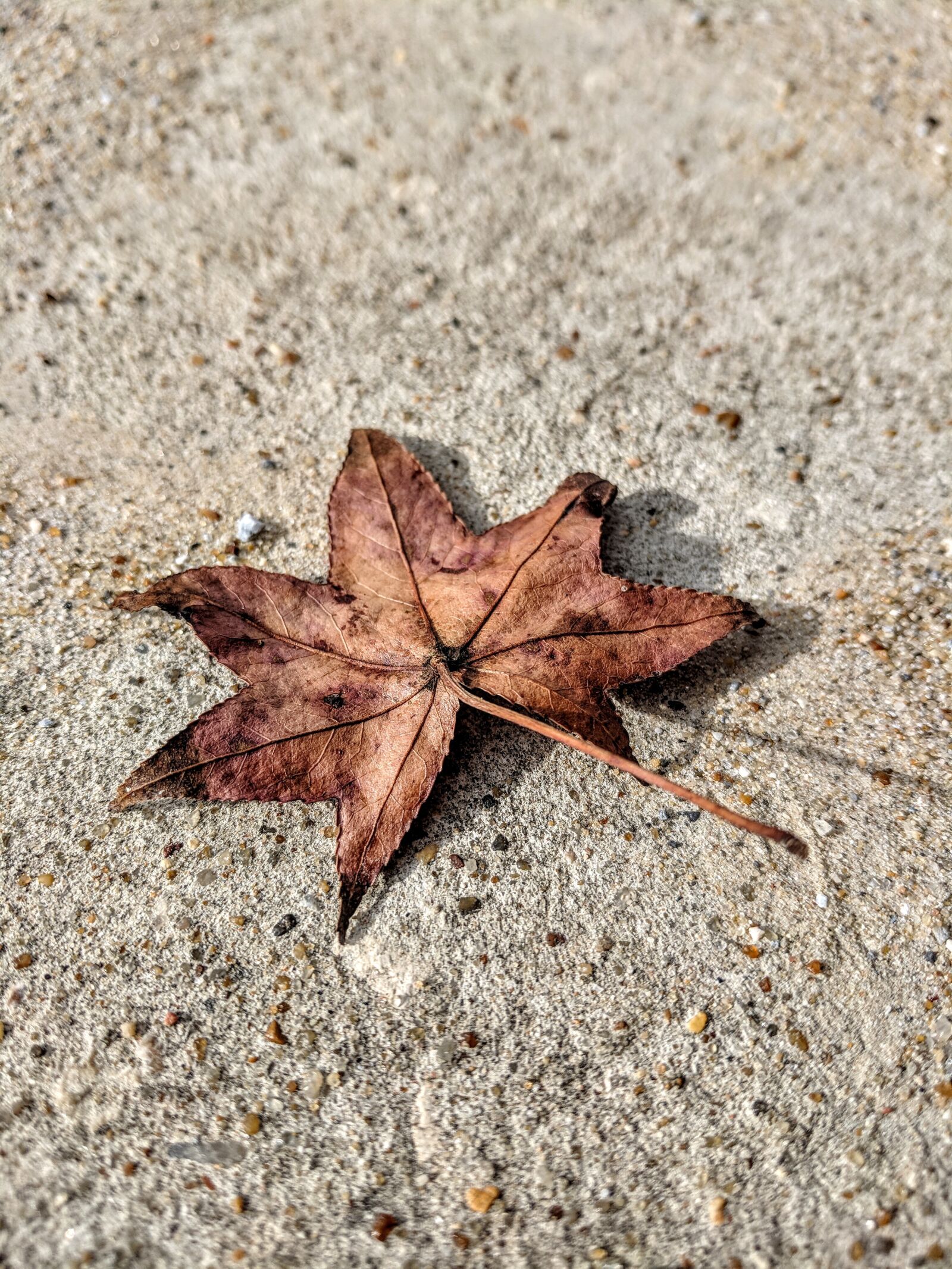 Google Pixel sample photo. Leaf, sand, concrete photography