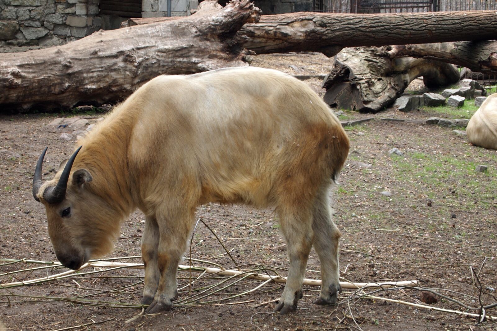 Olympus PEN E-PL1 sample photo. Animals, zoo, nature photography