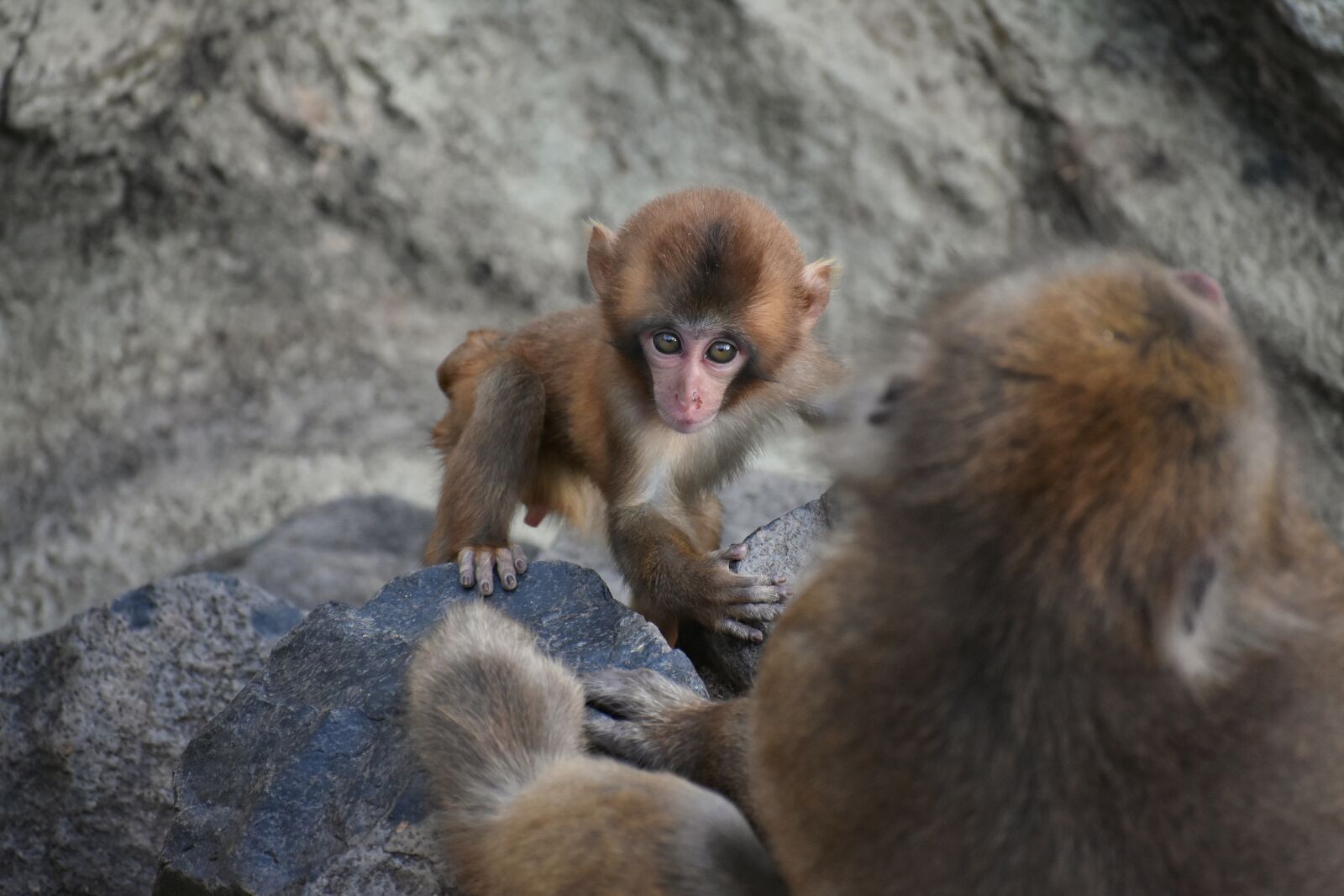 Nikon D7200 sample photo. Animal, park, monkey photography