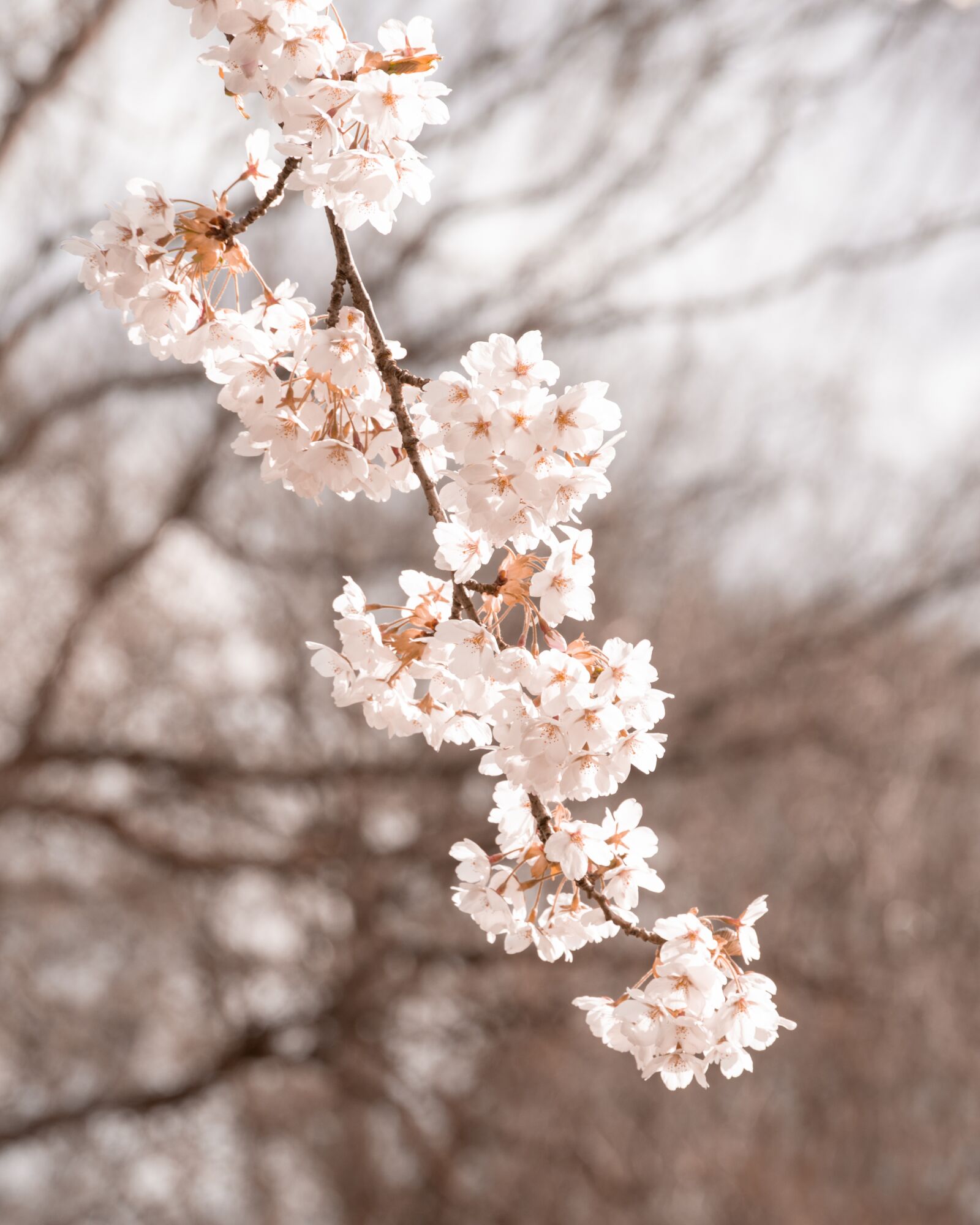 Nikon D3200 sample photo. Flower, wood, flowers photography