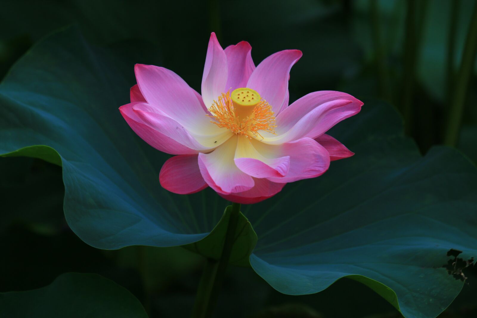 Canon EF 70-300mm F4-5.6 IS USM sample photo. Gorgeous beautiful, lotus, huashan photography