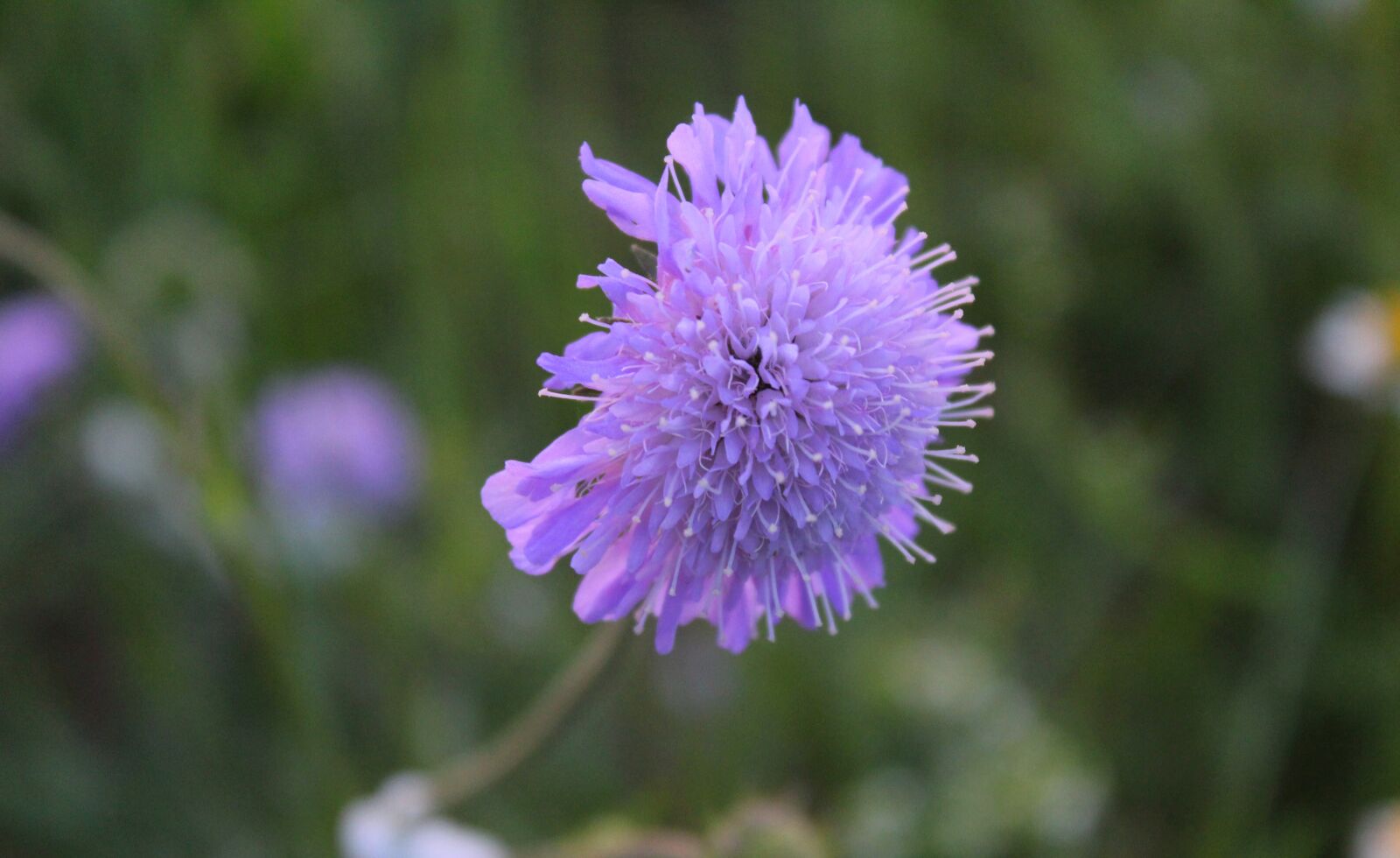 Canon EOS 1300D (EOS Rebel T6 / EOS Kiss X80) sample photo. Flower, purple, close up photography
