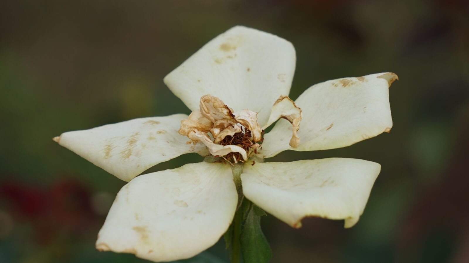 Sony a6000 sample photo. A rose, rose, wilt photography