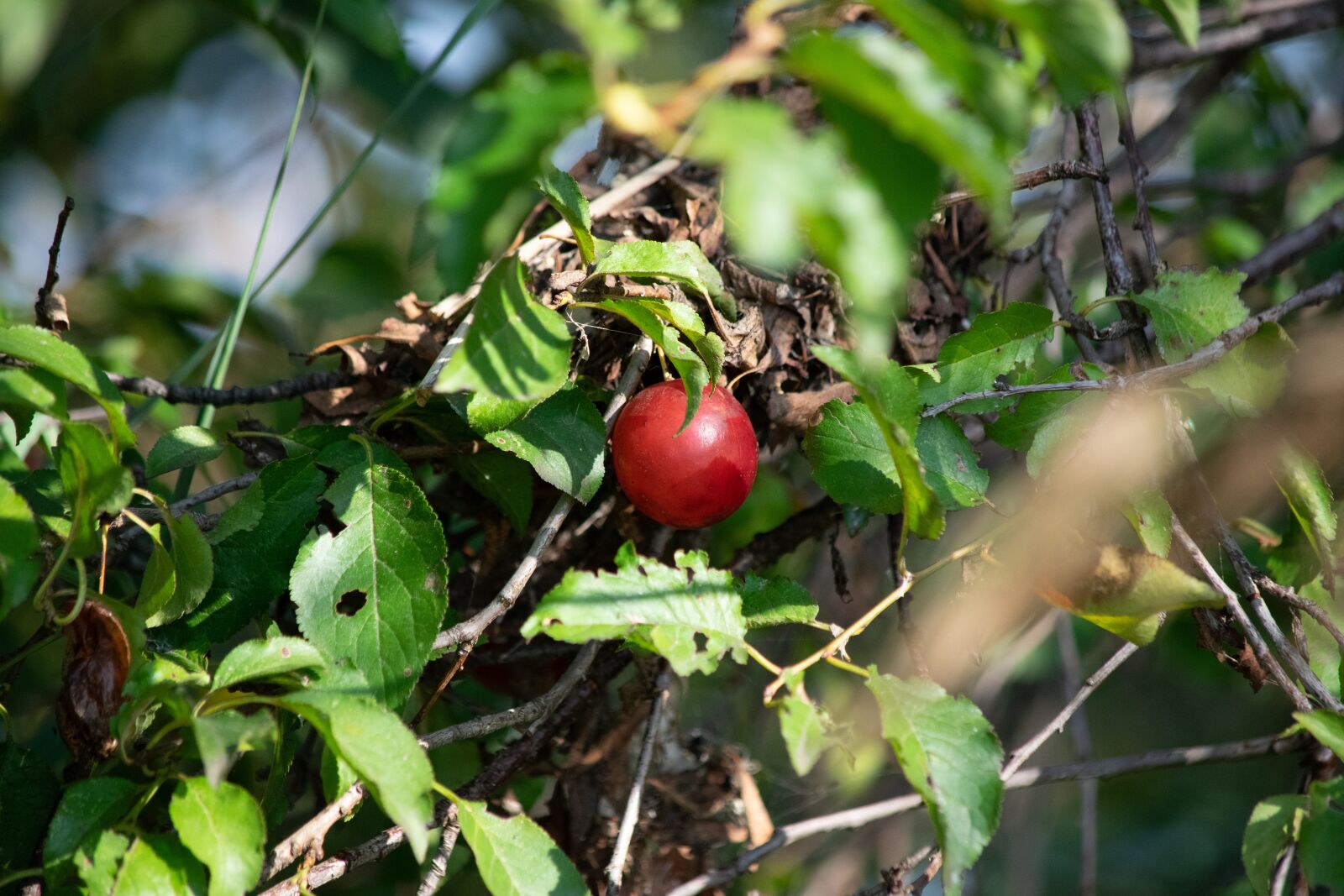 Nikon D3300 sample photo. Berry, nature, fruit photography