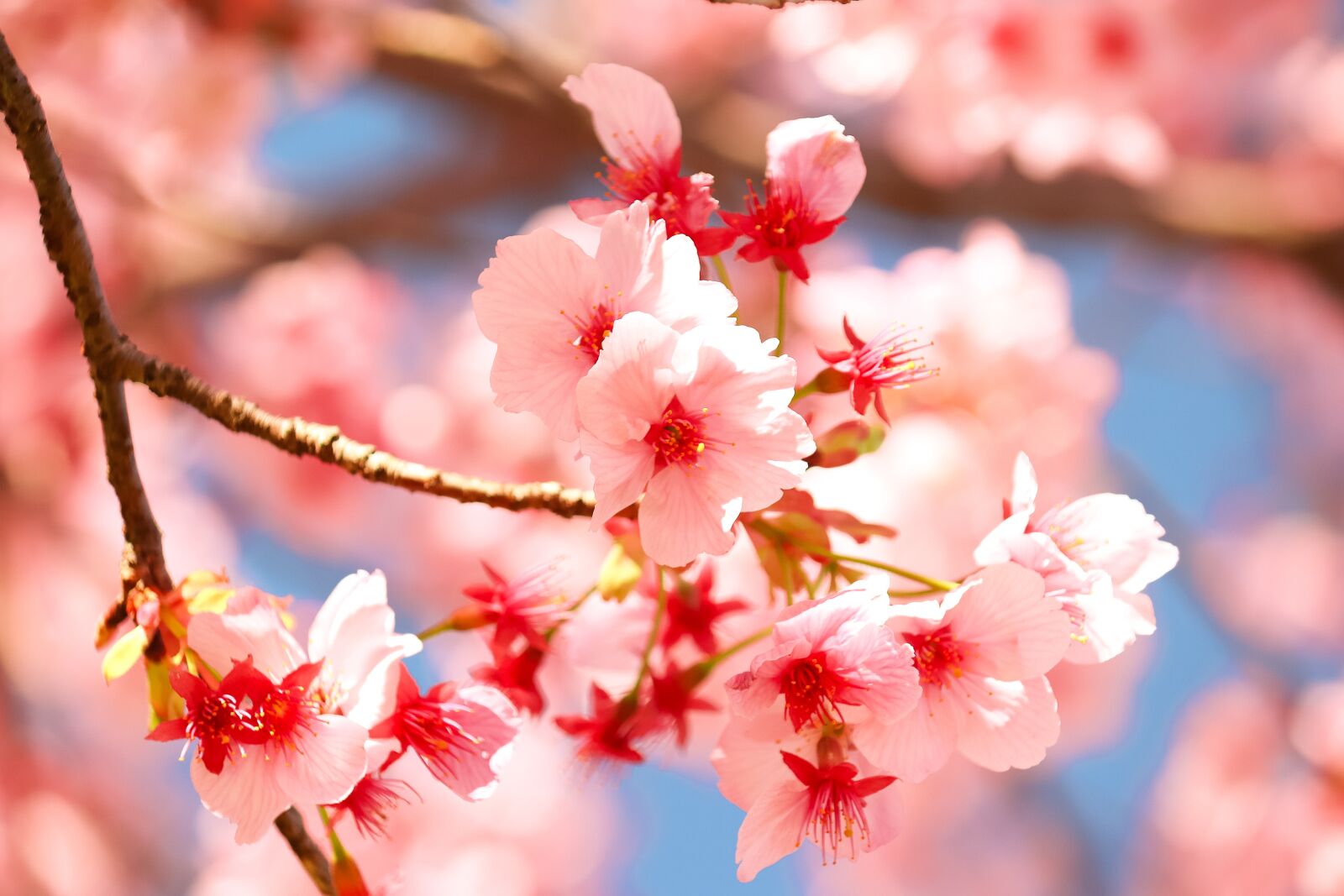 Canon EOS 77D (EOS 9000D / EOS 770D) sample photo. Cherry blossoms, flowers, in photography