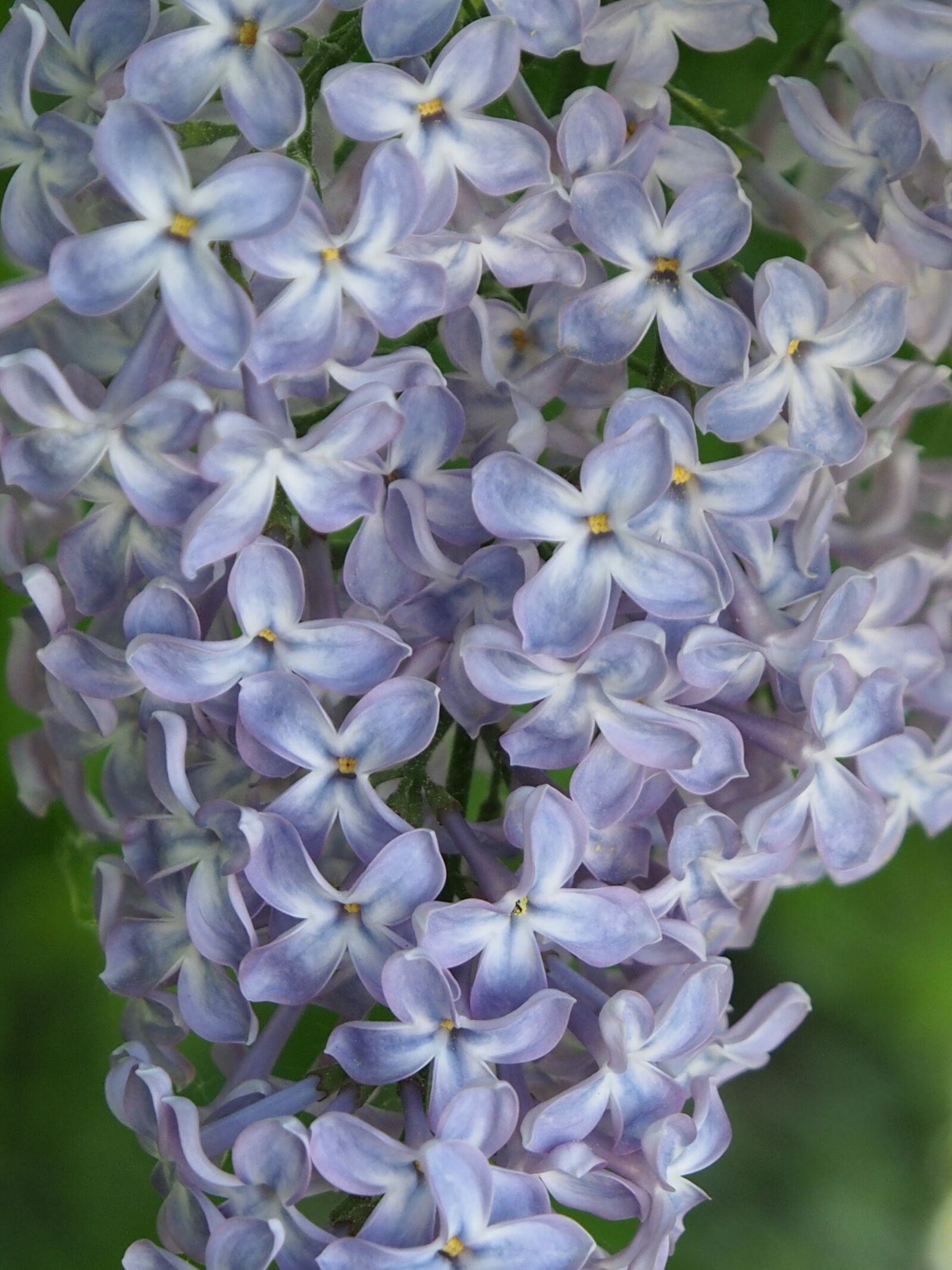 Olympus OM-D E-M5 sample photo. Lilac, flowers photography