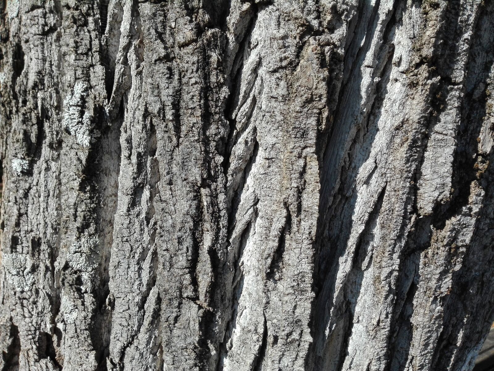 HUAWEI P8 Lite sample photo. Tree, wood, bark photography