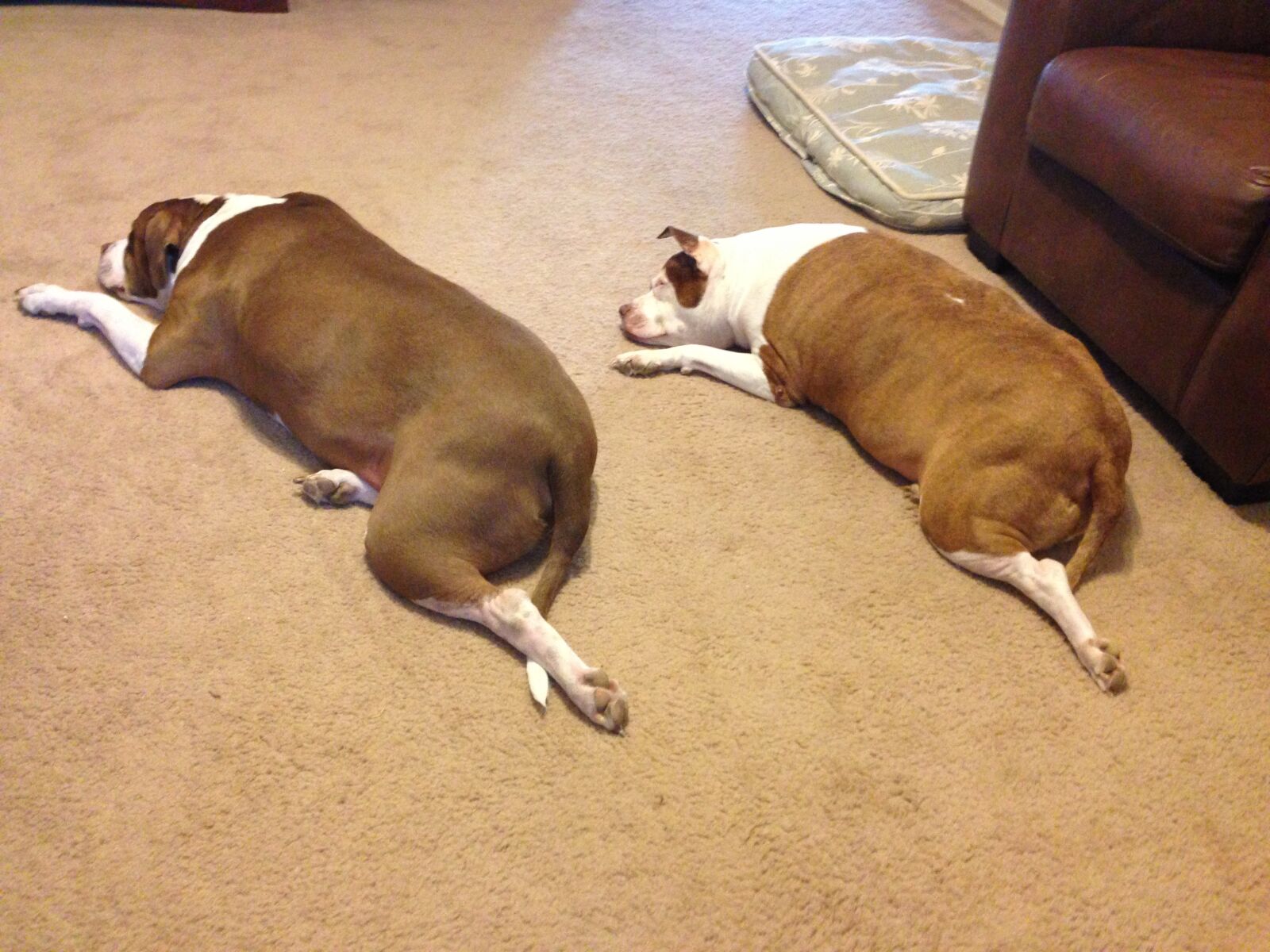 Apple iPhone 5 sample photo. Dog, lazy, pet photography