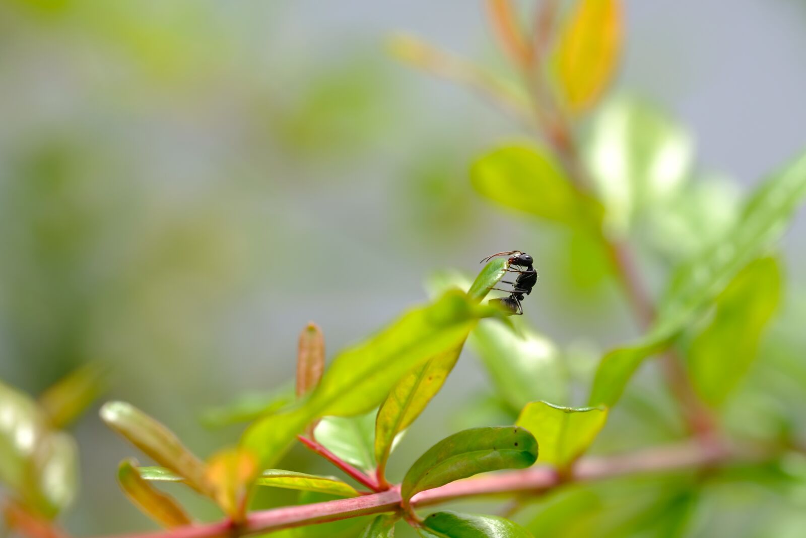 Fujifilm X-T2 + Fujifilm XF 80mm F2.8 R LM OIS WR Macro sample photo. Macro, reptile, wildlife photography