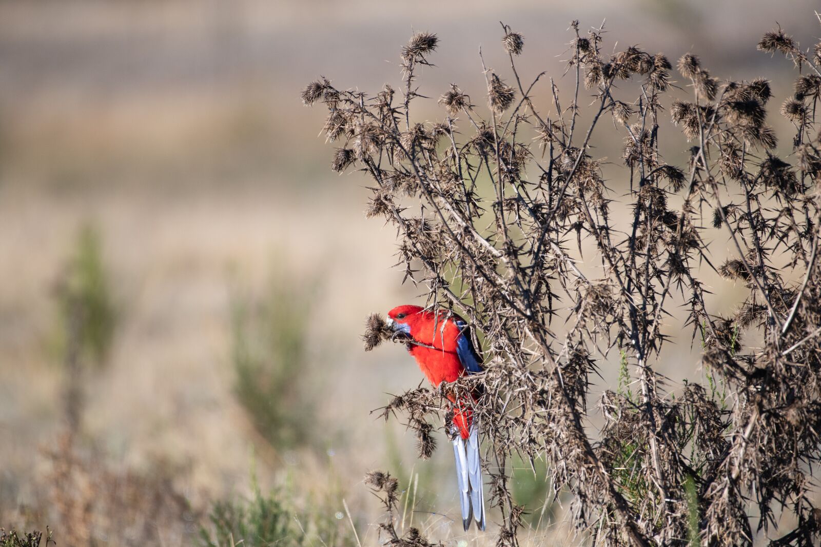 Nikon D850 sample photo. Crimson rosella, bird, avian photography