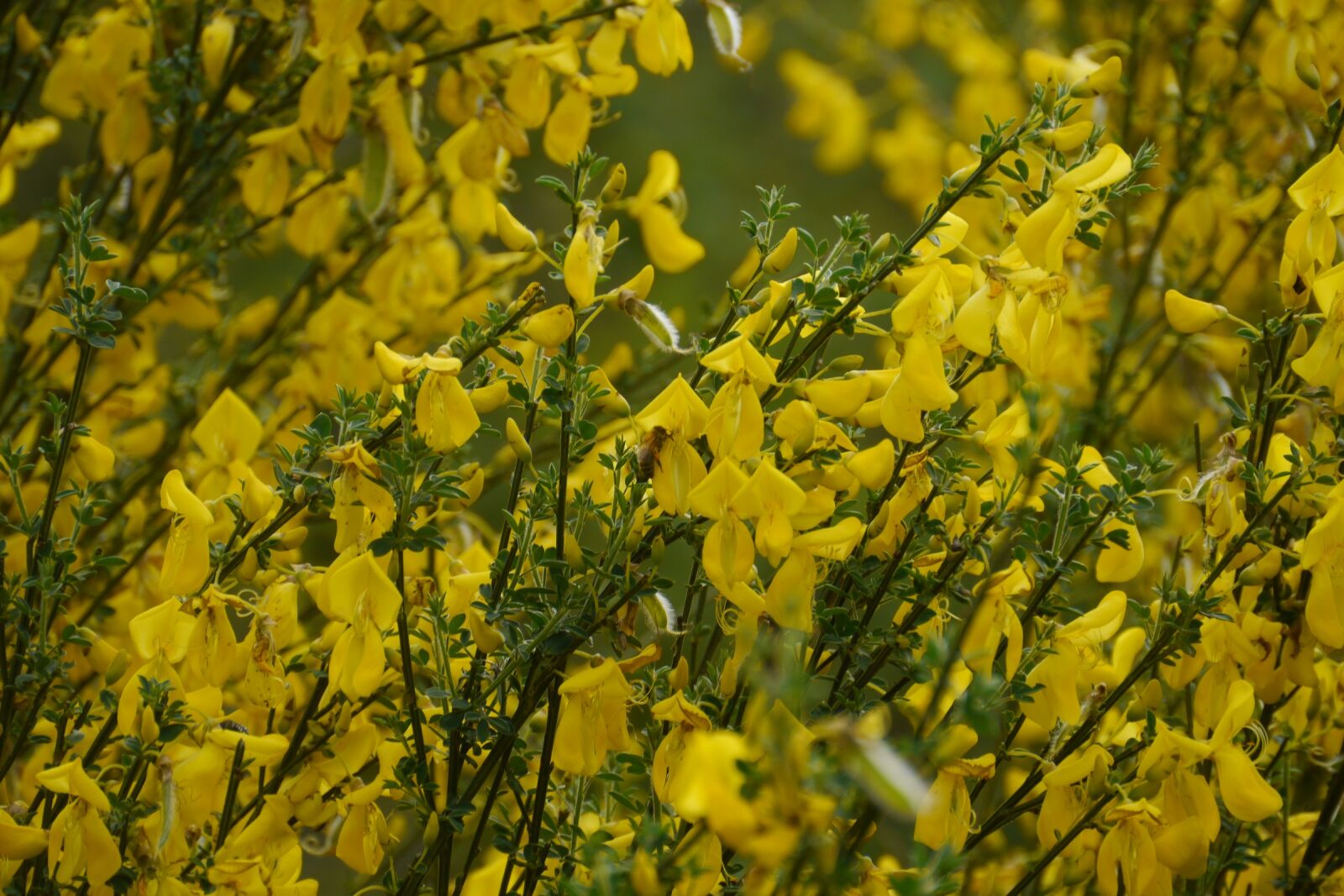 Panasonic Lumix DMC-GH2 sample photo. Yellow flower, nature, plant photography