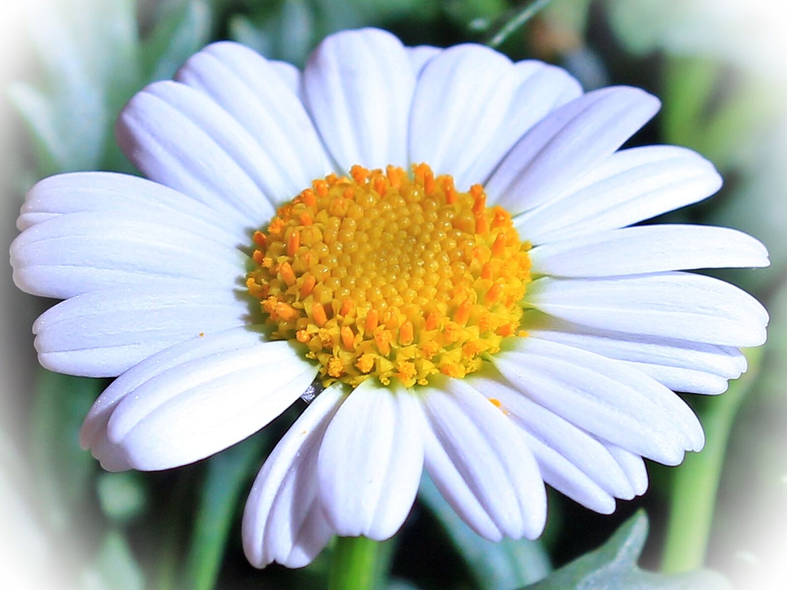 Canon EOS 550D (EOS Rebel T2i / EOS Kiss X4) sample photo. Marguerite, flower, blossom photography