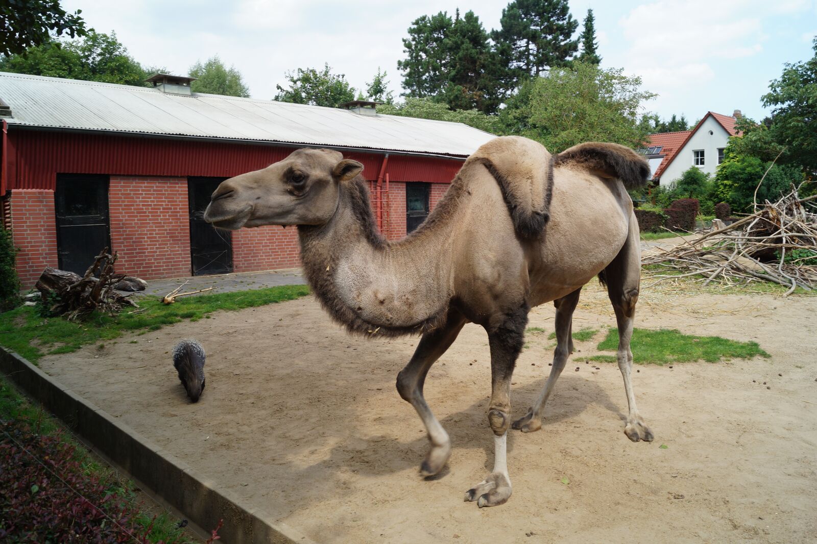 Sony DT 18-55mm F3.5-5.6 SAM II sample photo. Camel, zoo, braunschweig photography