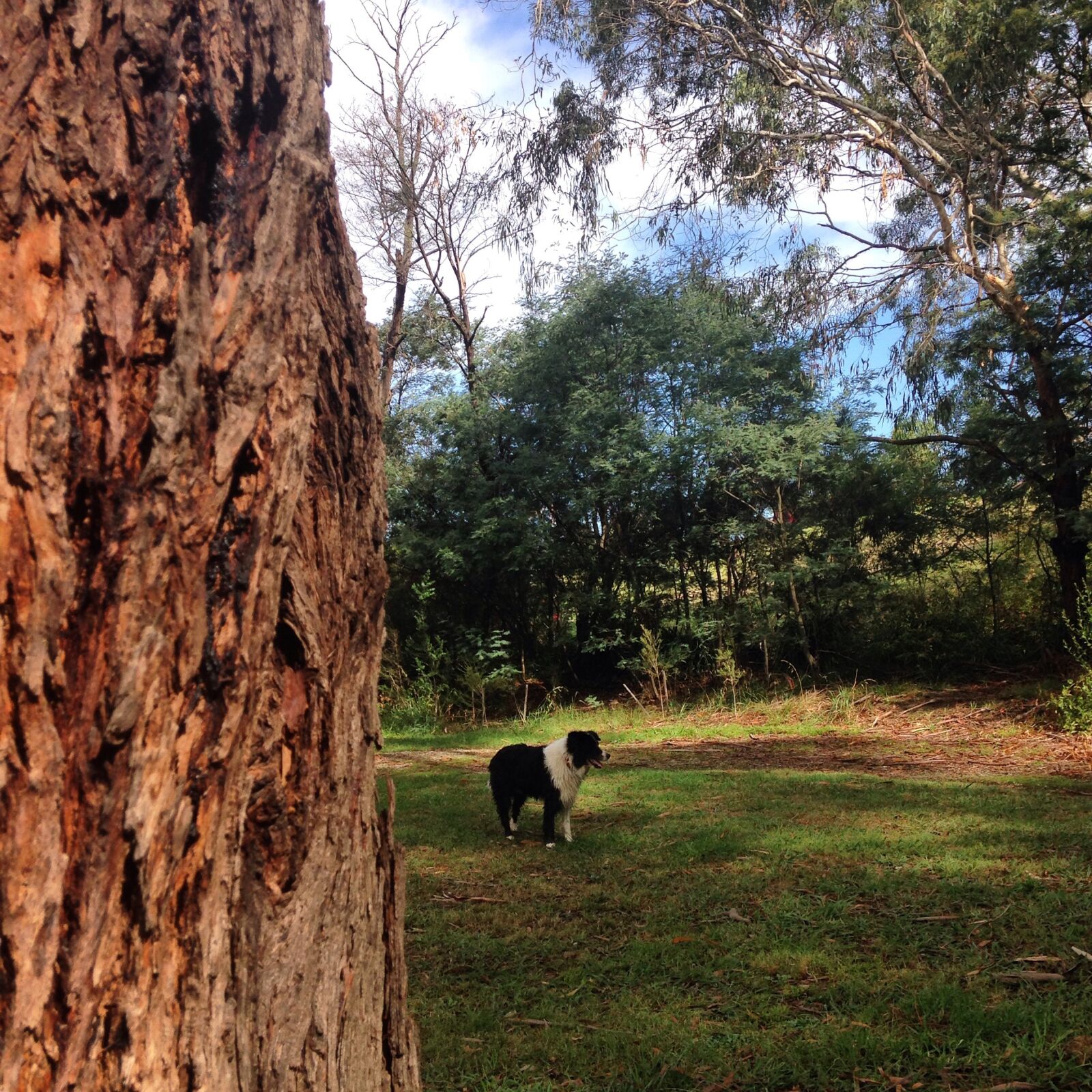 iPhone 5c back camera 4.12mm f/2.4 sample photo. Bark, border, collie, dog photography