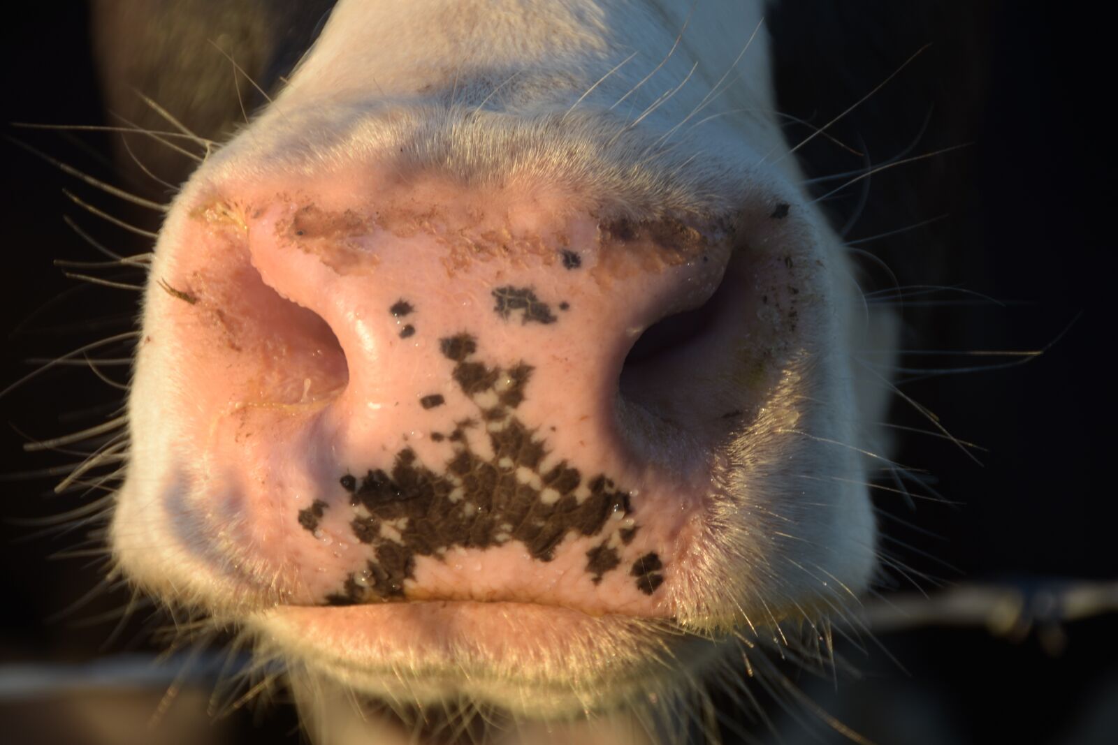 Nikon D7200 sample photo. Cow, nose, nostrils photography