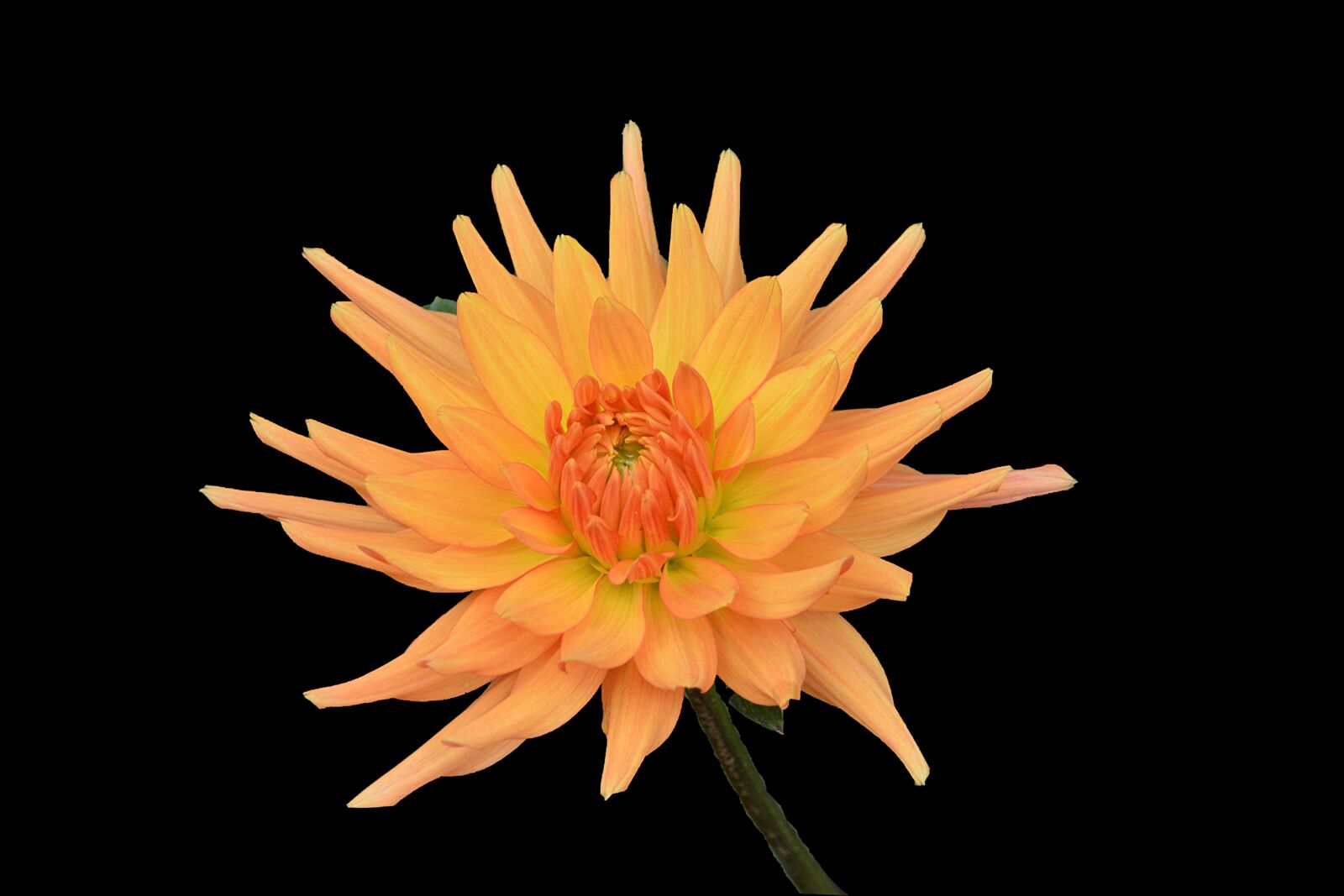 Nikon D5200 sample photo. Chrysanthemum, flower, petals photography