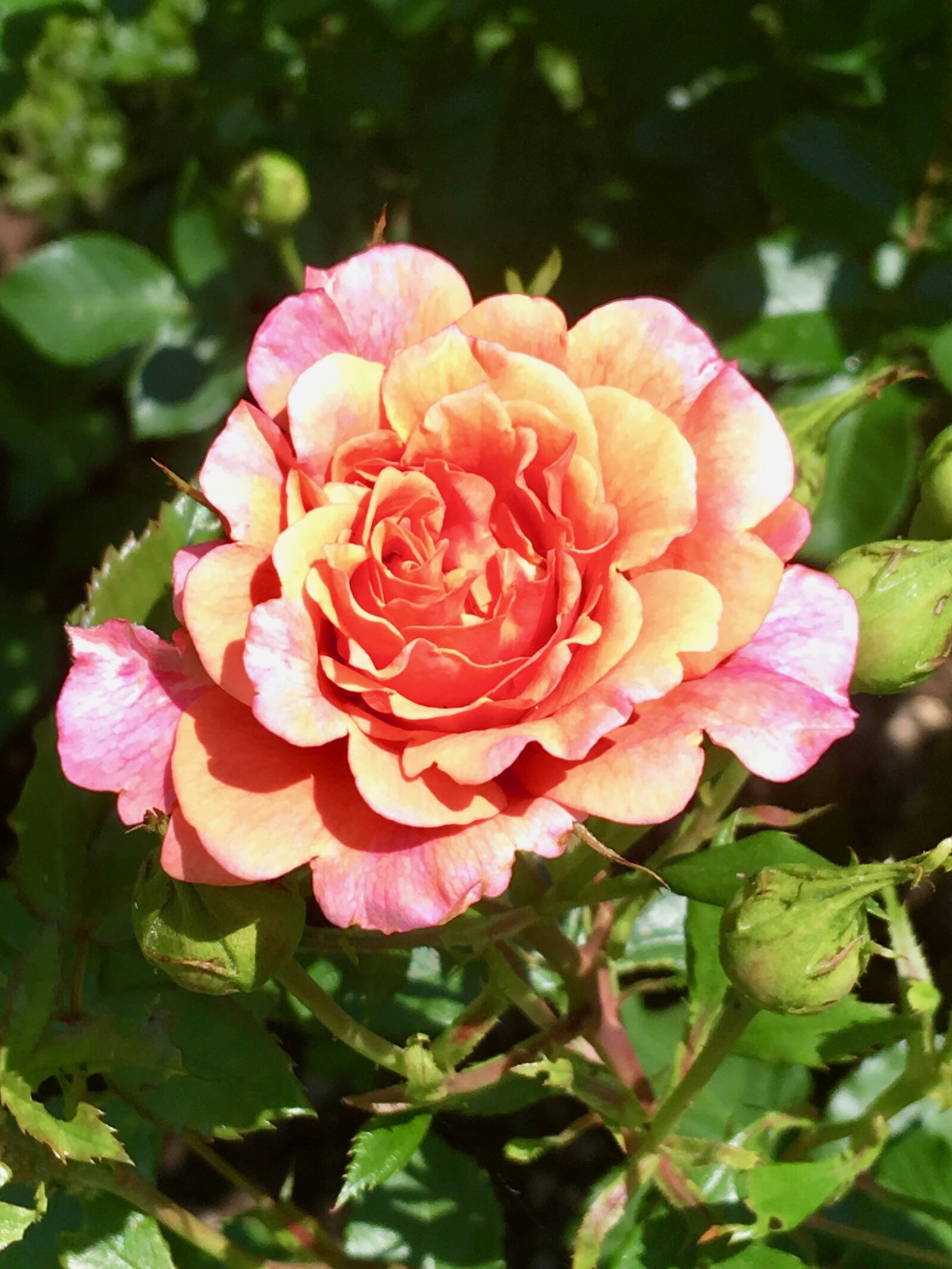 iPhone SE back camera 4.15mm f/2.2 sample photo. Rose, bush, rose blooms photography