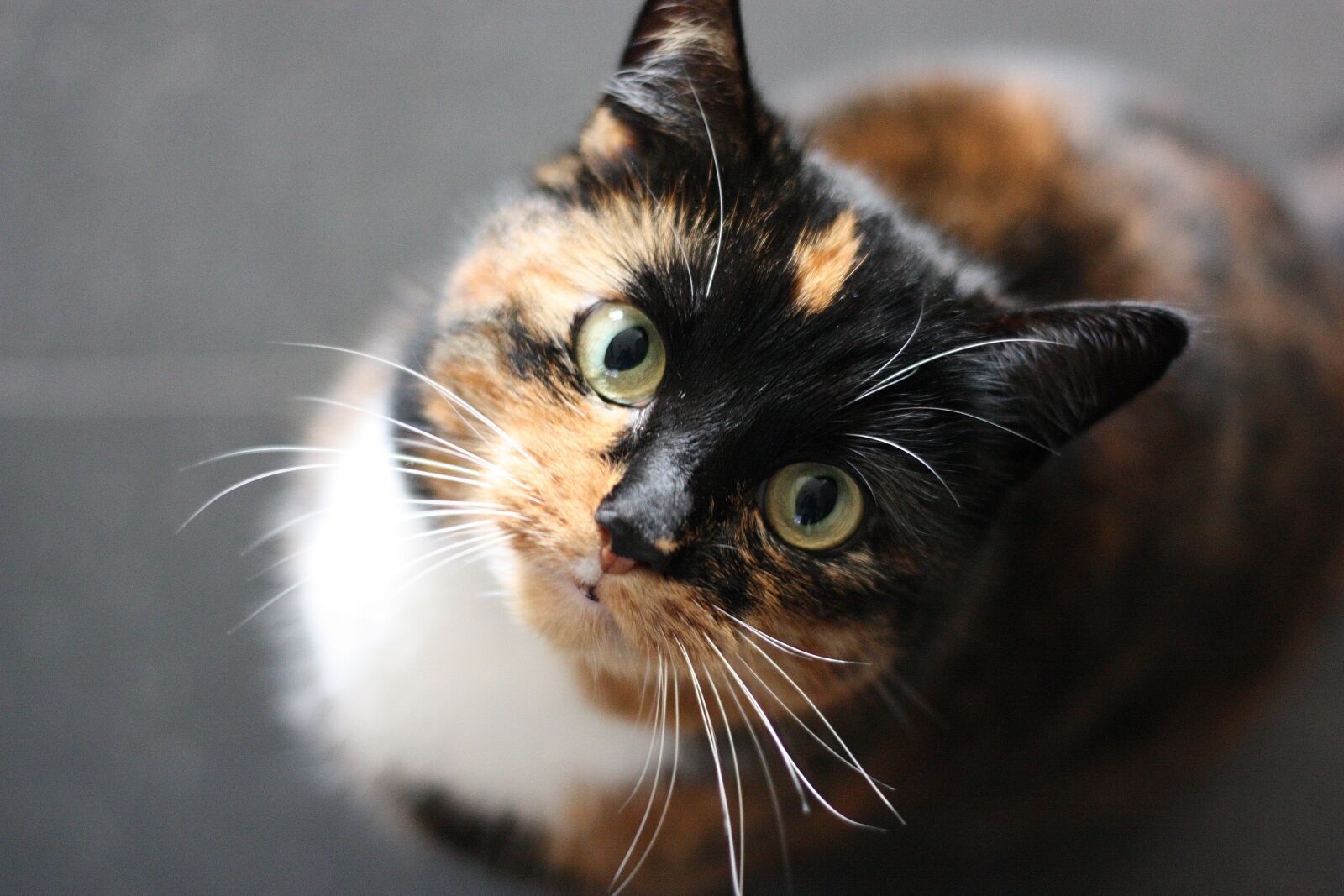 Canon EOS 450D (EOS Rebel XSi / EOS Kiss X2) sample photo. Cat, cats, cat face photography