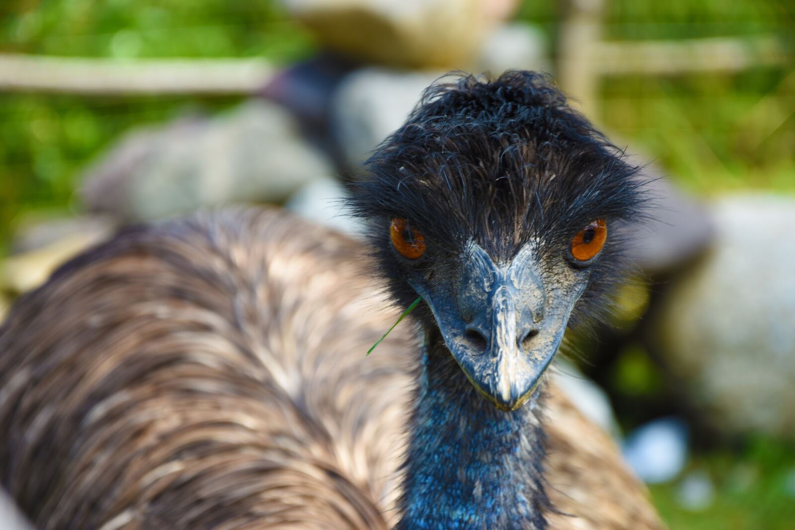 Nikon D7200 sample photo. Straus, animal, nature photography