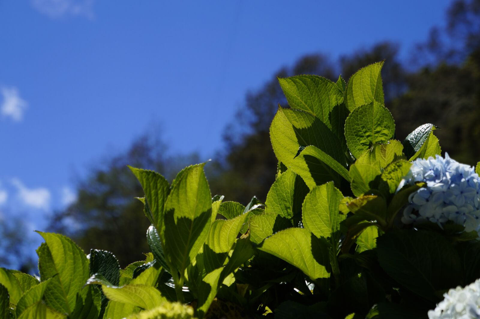 Sony Alpha a3000 sample photo. Leaves, sky, green photography