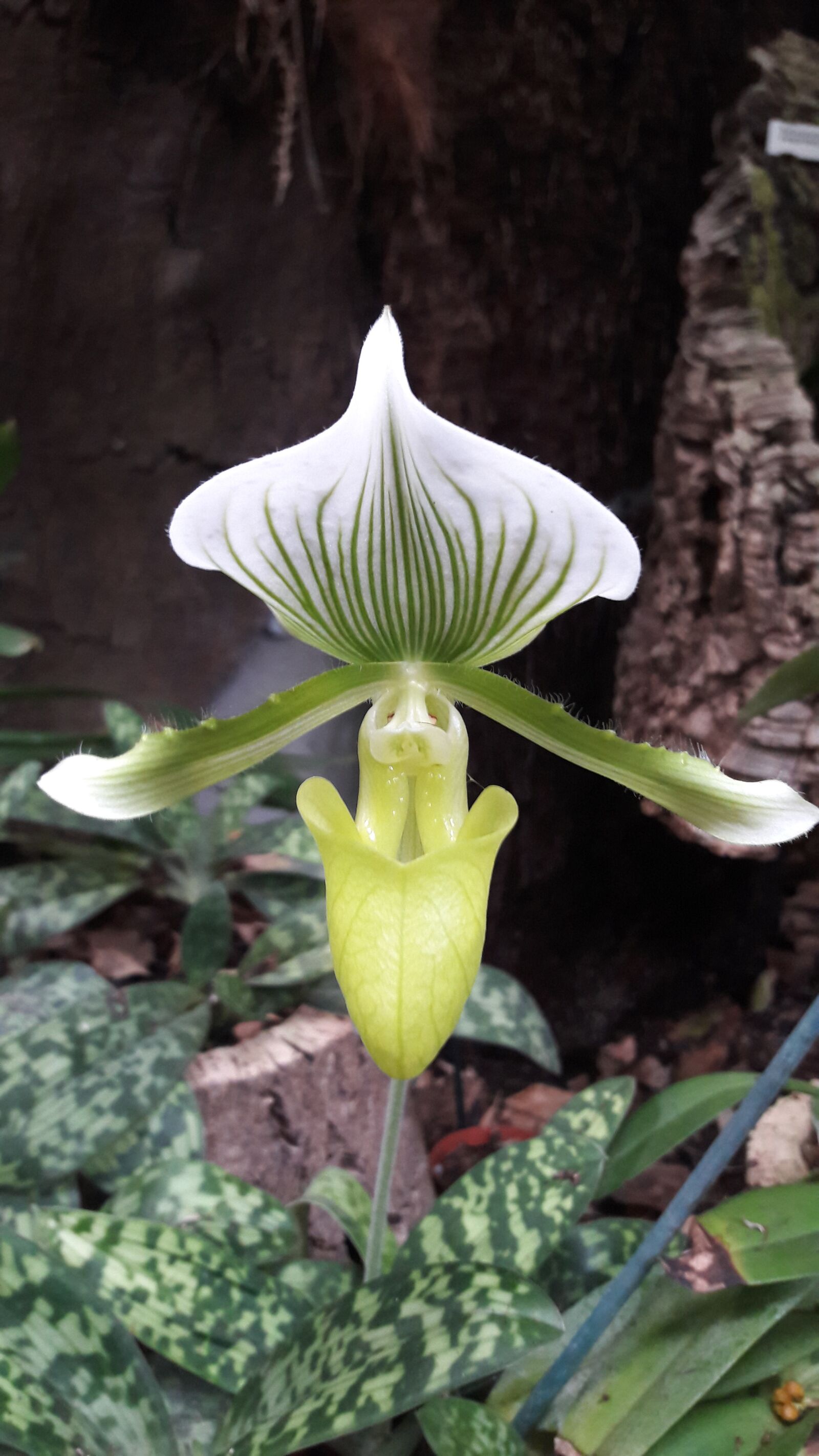 Samsung Galaxy A5(2016) sample photo. Flower, nature, flora photography