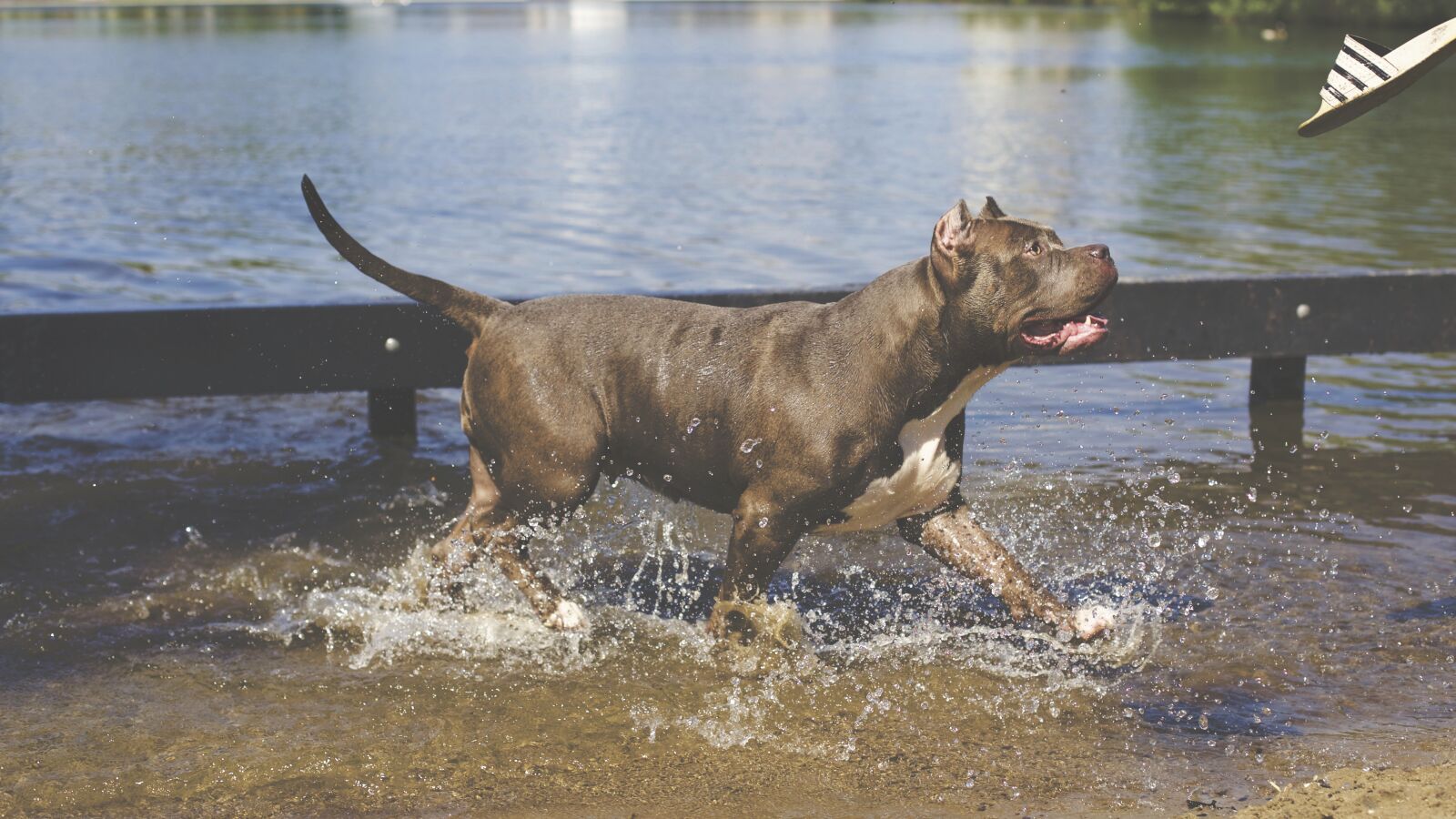 Canon EOS 6D + Canon EF 50mm F1.4 USM sample photo. Dog, puppy, animal photography