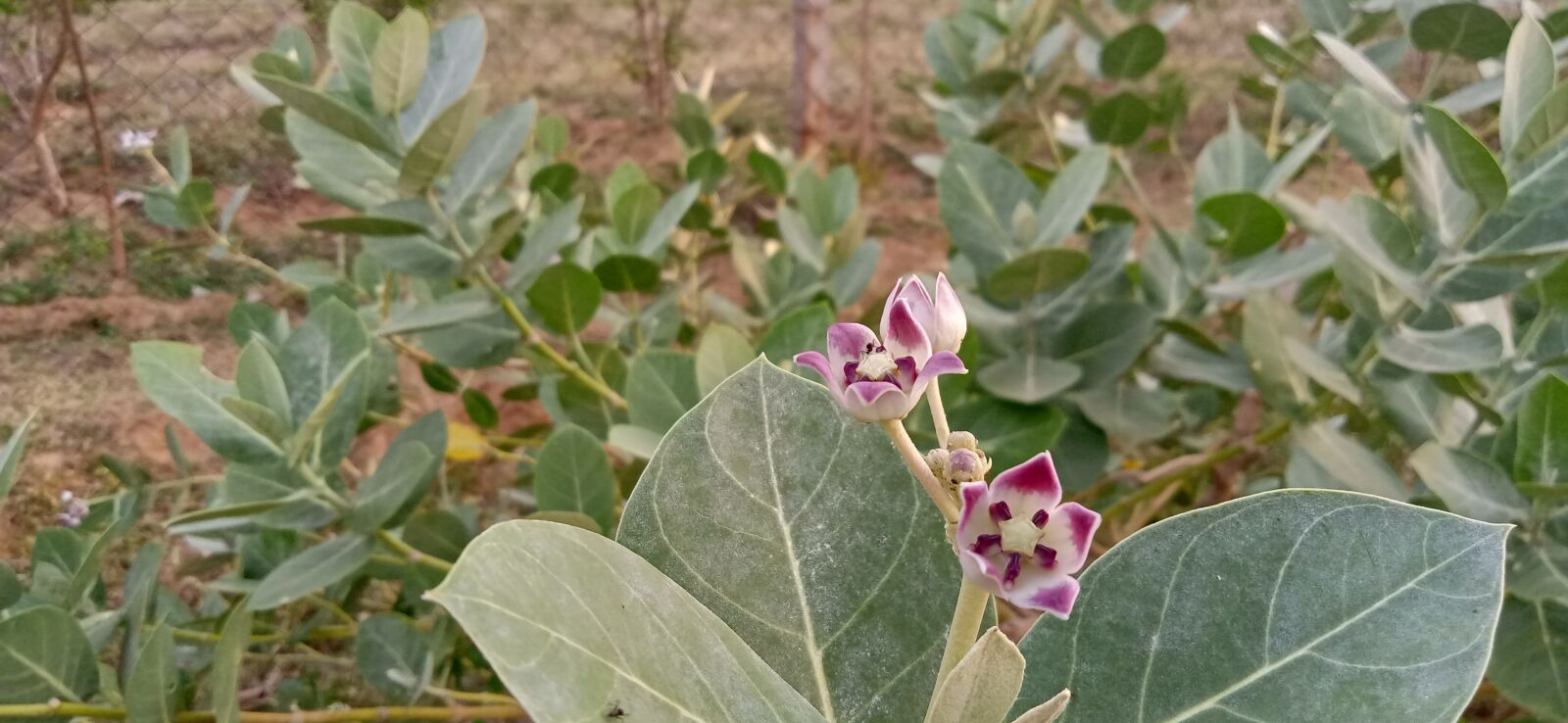 Realme C2 sample photo. Nature, plant, wallpaper photography