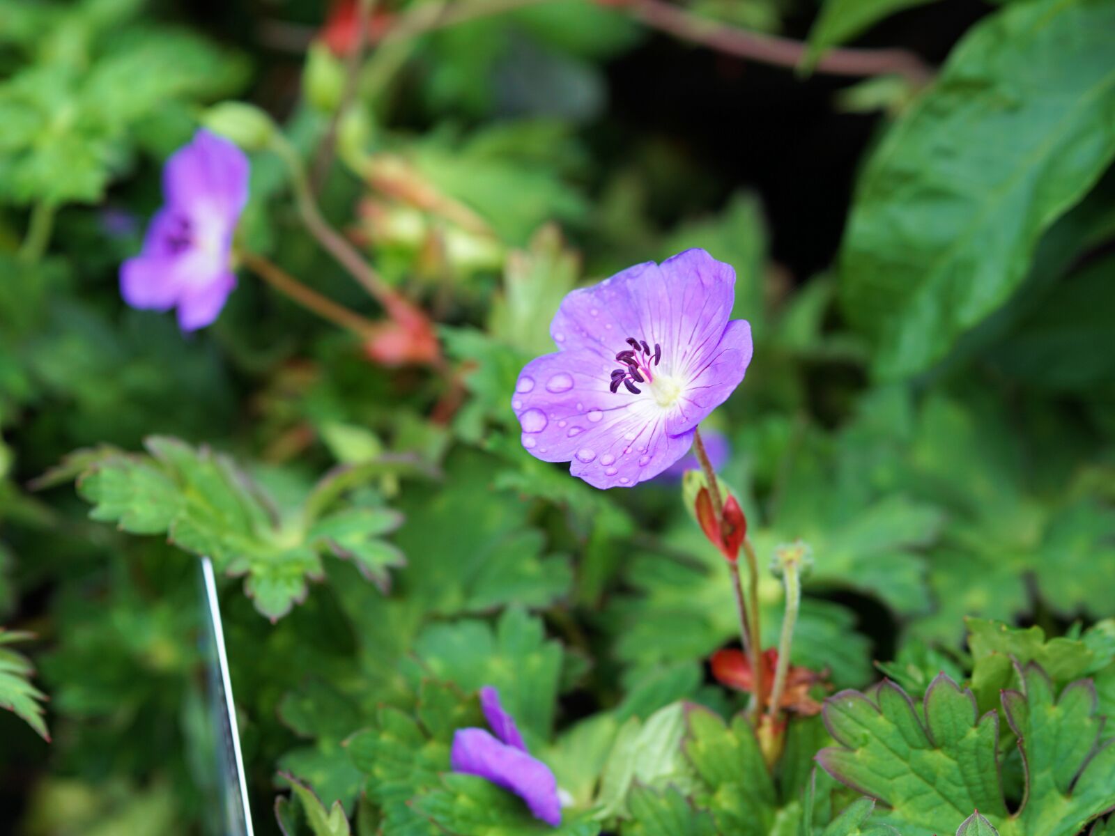 Sony a6000 + E 60mm F2.8 sample photo. Flower, blossom, bloom photography