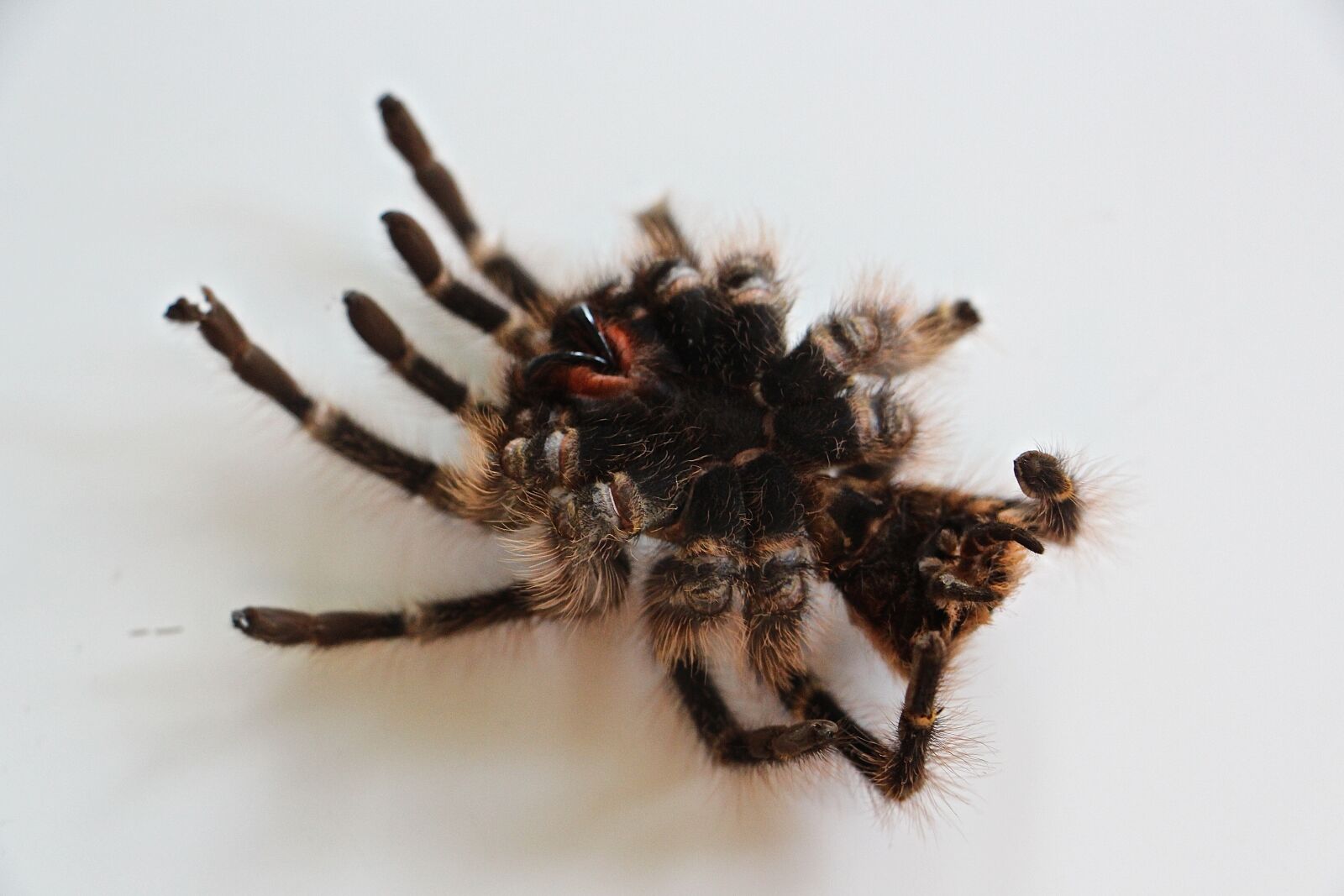 Canon EOS 700D (EOS Rebel T5i / EOS Kiss X7i) sample photo. Tarantula, skin, hair photography