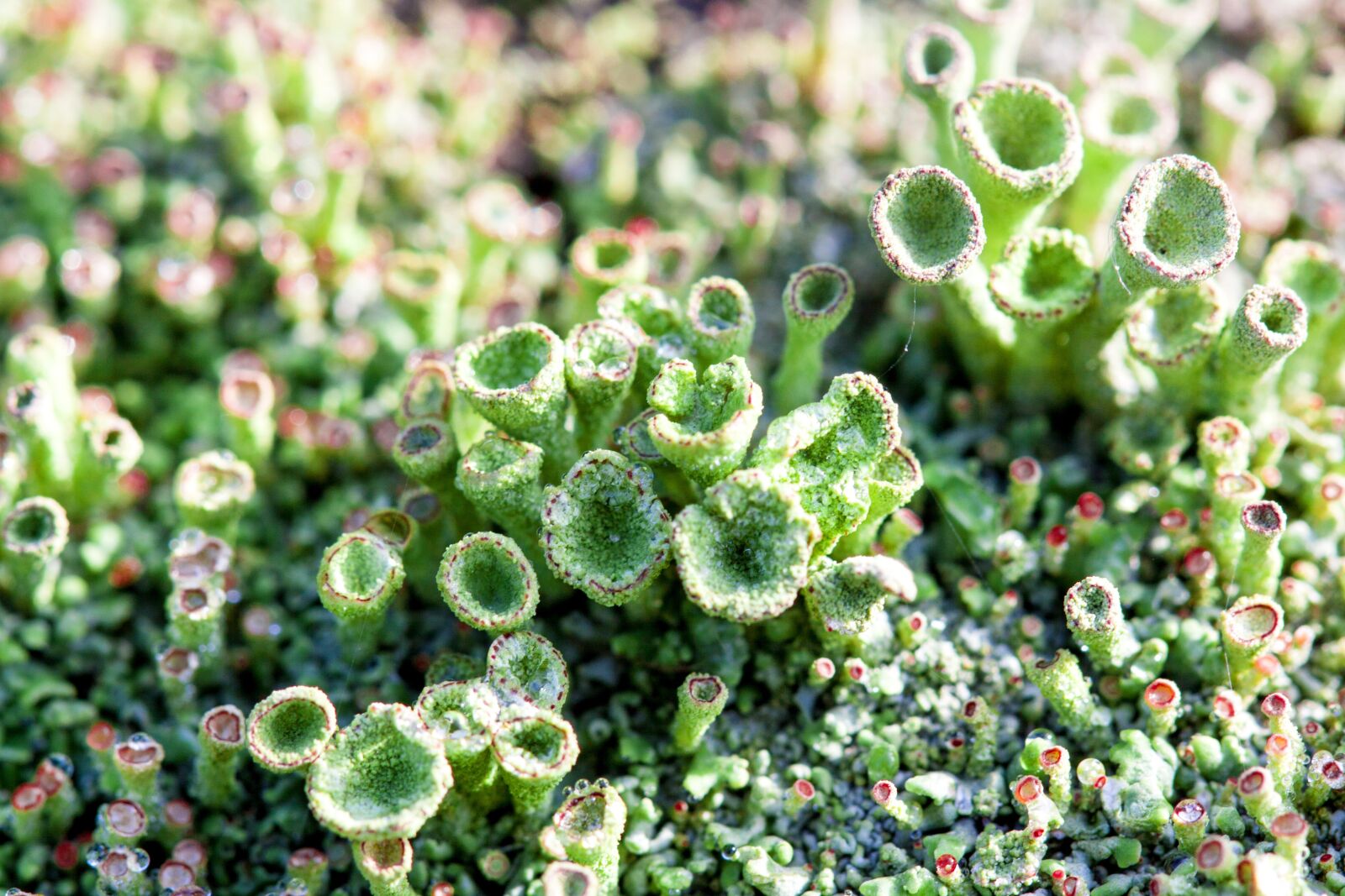 Canon EOS 50D + Canon EF 100mm F2.8 Macro USM sample photo. Macro, green, moss photography