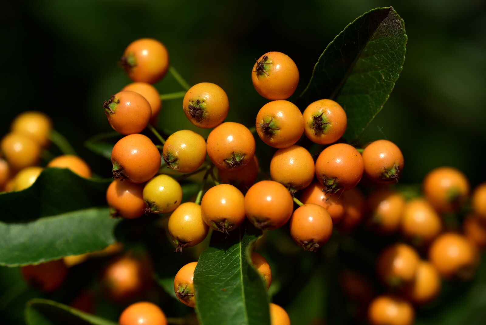 Nikon D750 sample photo. Rowan, orange, berries photography