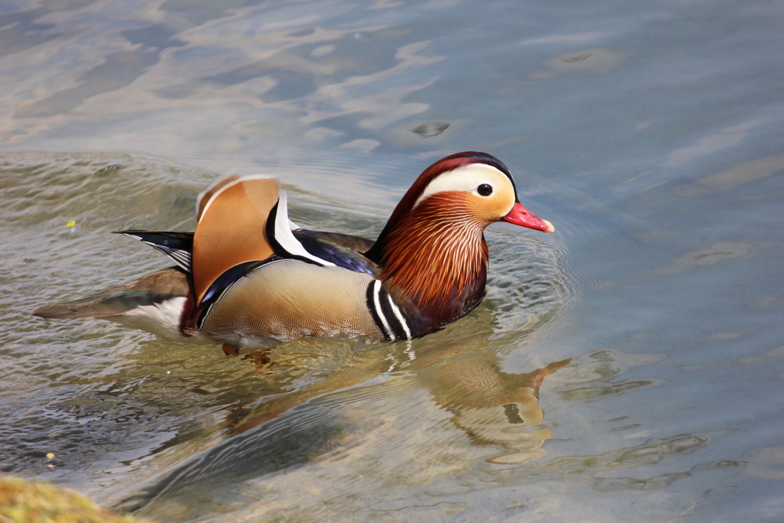 Canon EOS 600D (Rebel EOS T3i / EOS Kiss X5) sample photo. Duck, mandarin ducks, water photography