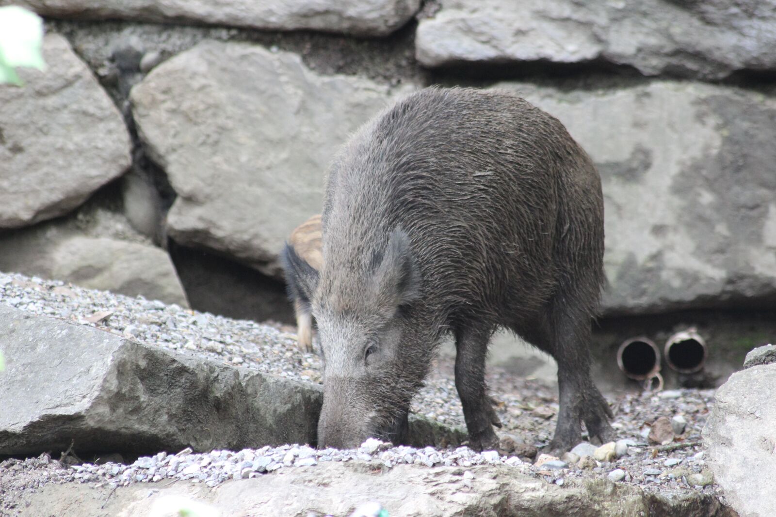 Canon EOS 600D (Rebel EOS T3i / EOS Kiss X5) sample photo. Boar, pig, paarhufer photography