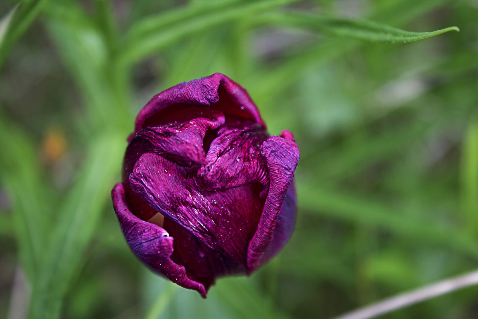 Canon EOS 1100D (EOS Rebel T3 / EOS Kiss X50) sample photo. Tulip, schnittblume, purple photography