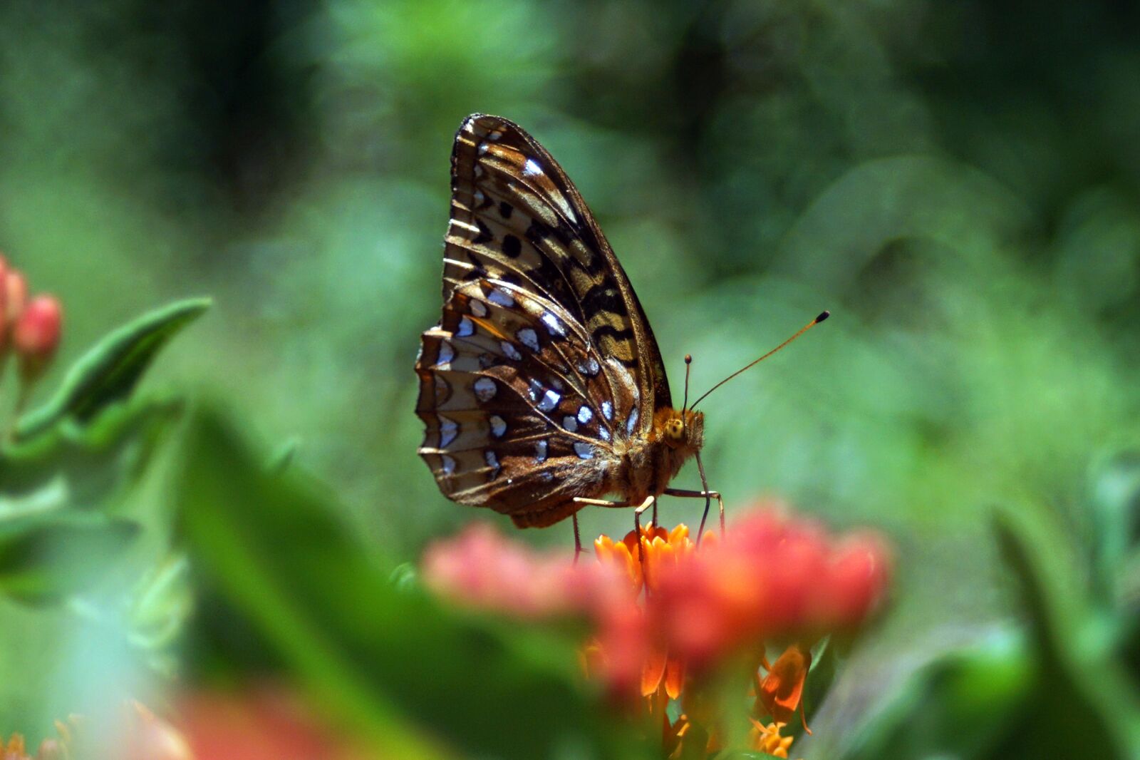 Sony ILCA-77M2 sample photo. Butterfly, insect, nature photography