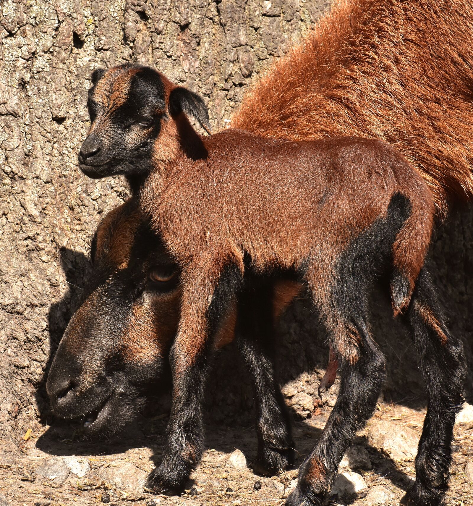 Nikon D7200 sample photo. Sheep, wildpark poing, reborn photography
