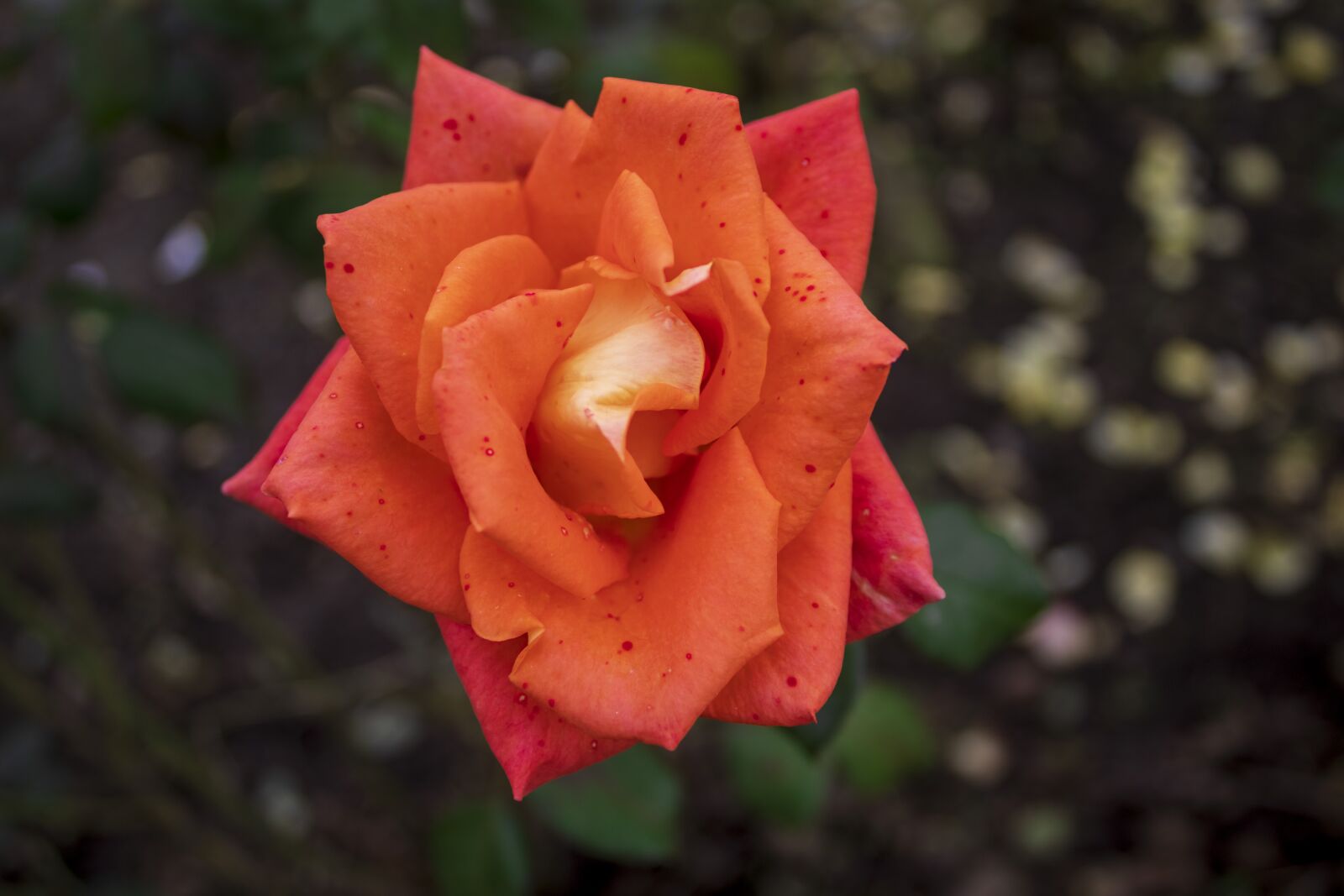 Canon EOS 250D (EOS Rebel SL3 / EOS Kiss X10 / EOS 200D II) sample photo. Flower, orange, rose photography