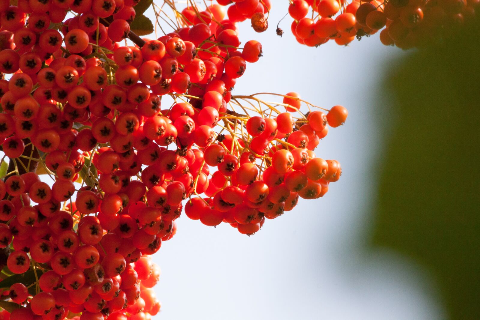Canon EOS 50D sample photo. Sea buckthorn, berry, fruit photography